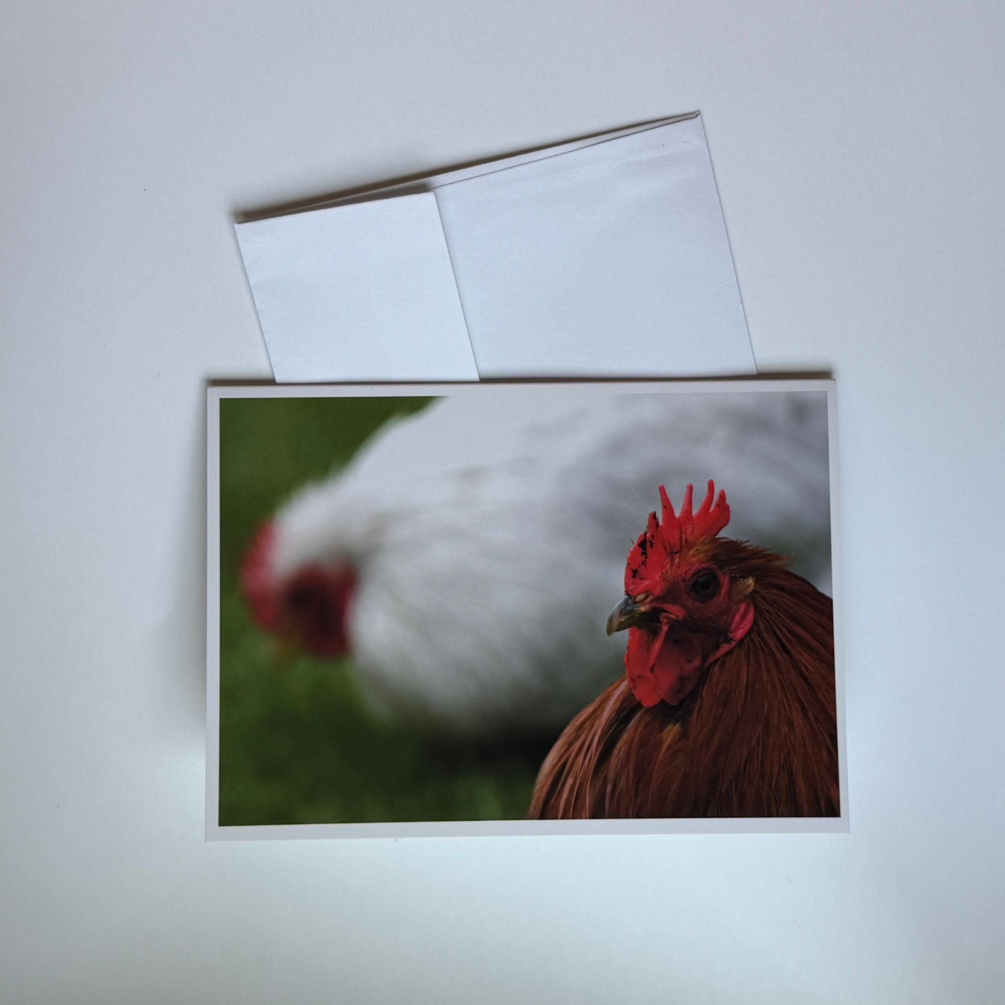 Rooster Photography Greeting Cards (Set of 5)