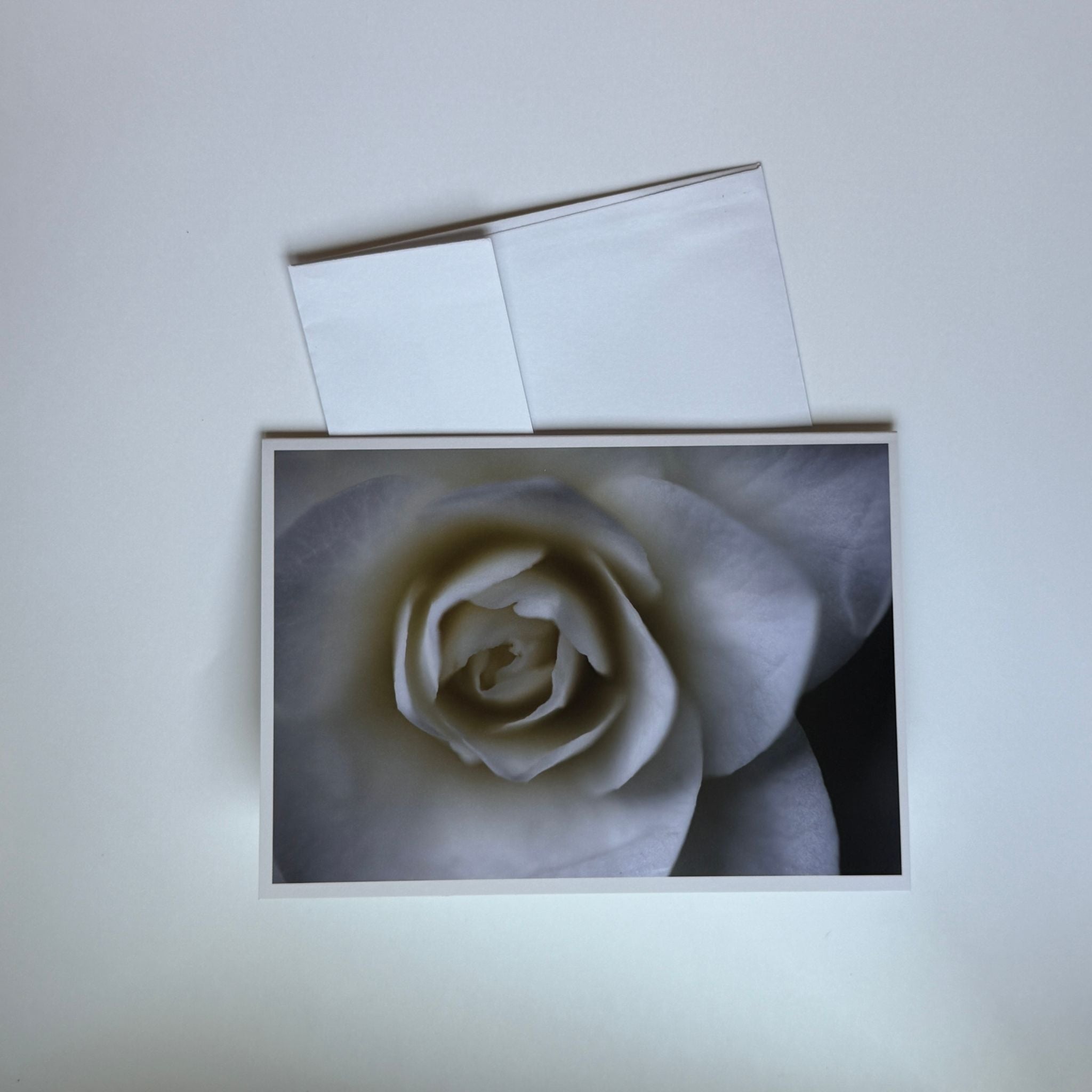 Portland White Rose Greeting Cards (Set of 5)
