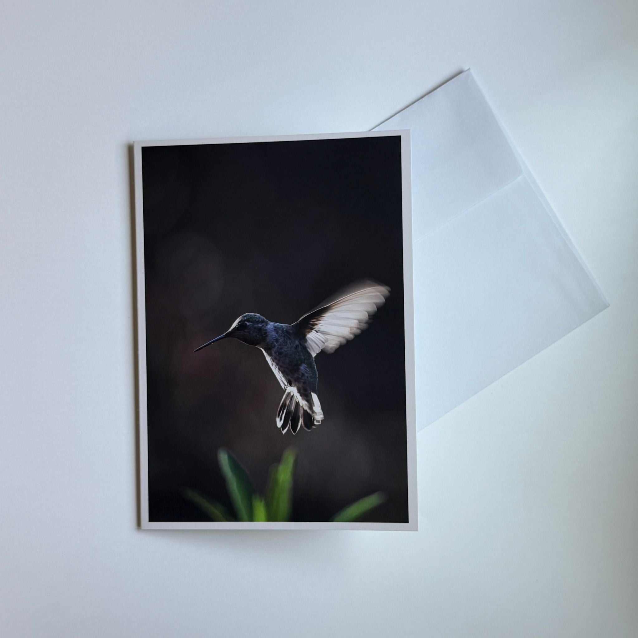California Hummingbird Greeting Cards (Set of 5)