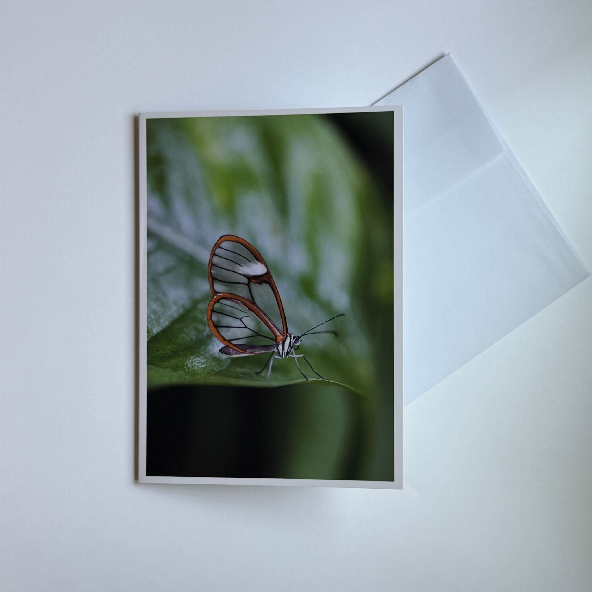 Glasswing Butterfly Greeting Cards (Set of 5)