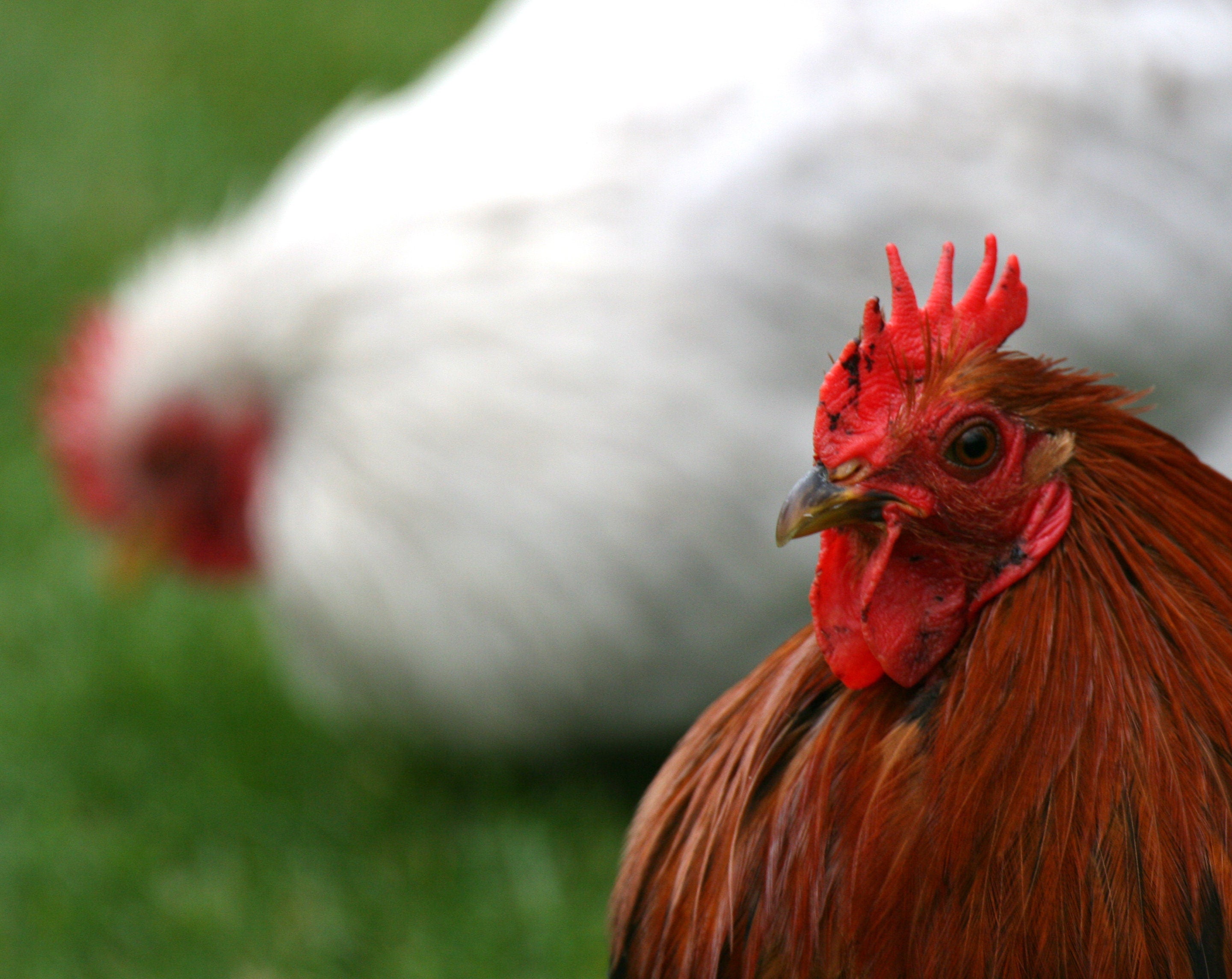 Rooster Photography Greeting Card: Keukenhof Gardens Netherlands, Bokeh Animal Small Art Decor