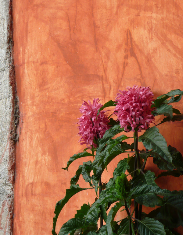 Pink Justicia Flower Greeting Card: Antigua Guatemala Vibrant Orange Wall, Small Art