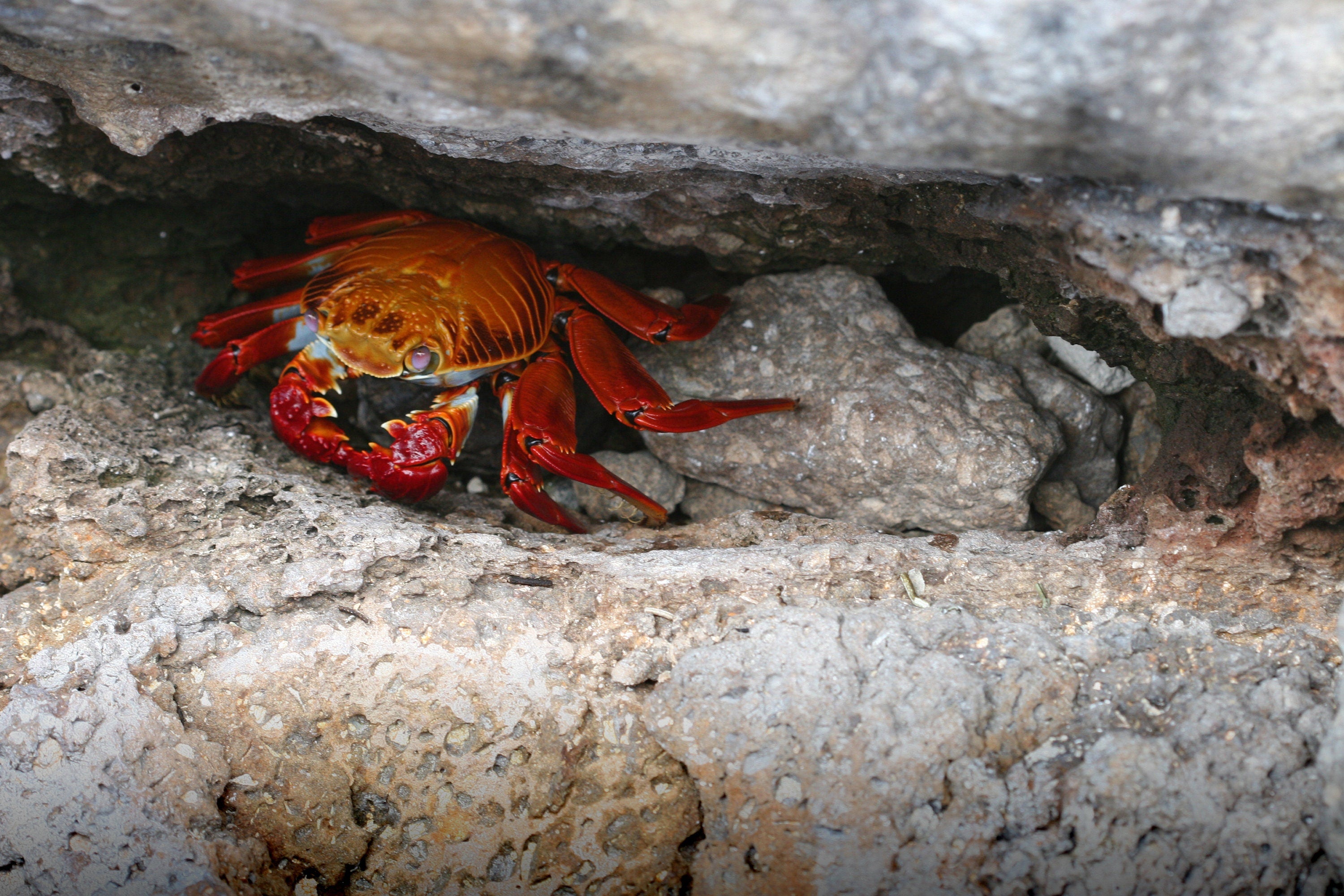 Galapagos Crab Photo: Sally Lightfoot Wildlife Print, UNESCO Heritage Nature Wall Art Decor