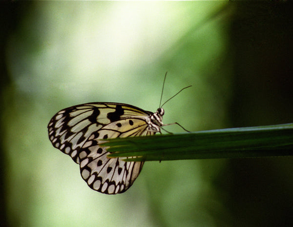 Butterfly Photography Print: Green Bokeh Nature Artwork, San Diego Wildlife Matted Art Print