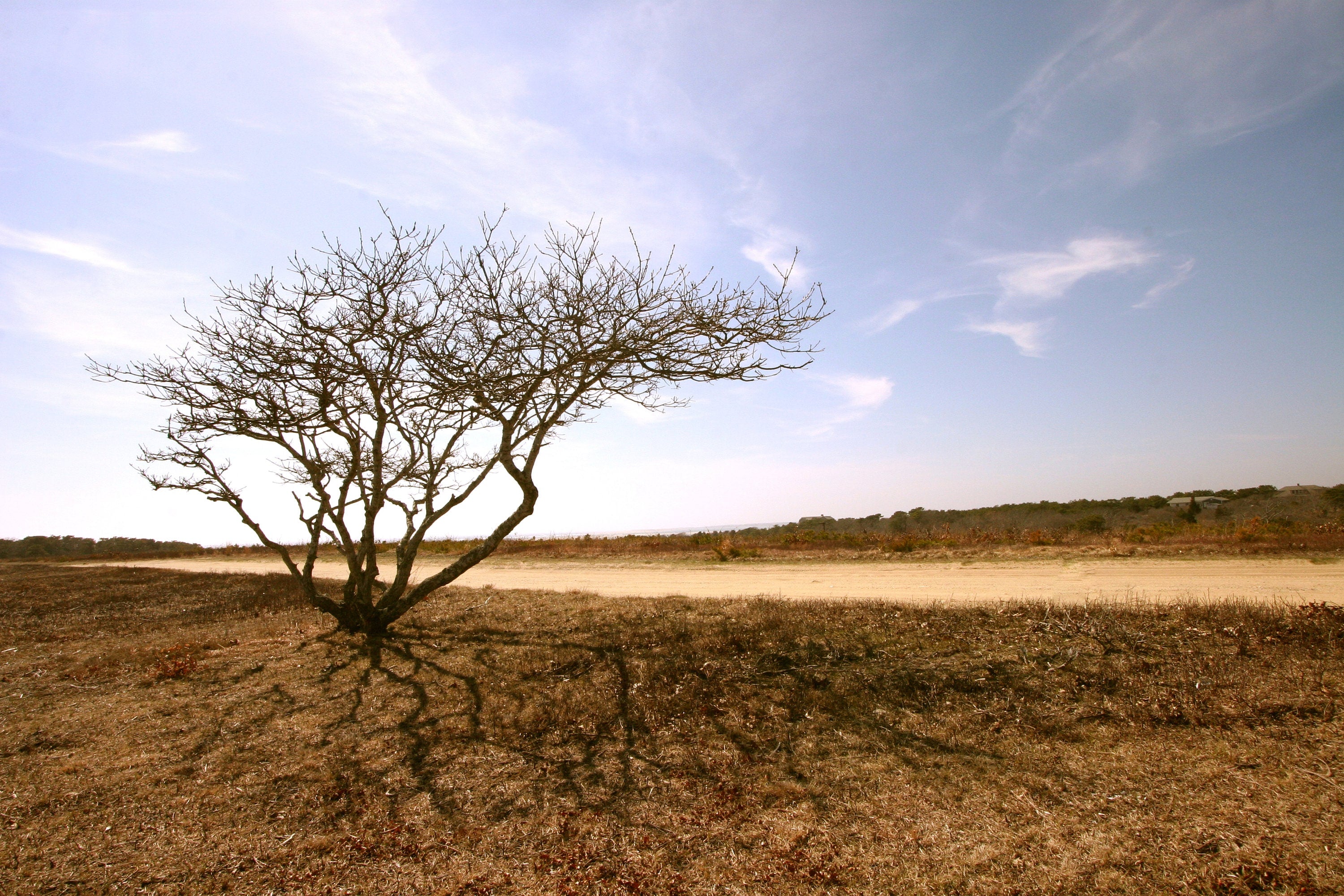 Lone Tree Photography Print: Chappaquiddick Island Massachusetts, Matted Nature Wall Art Decor