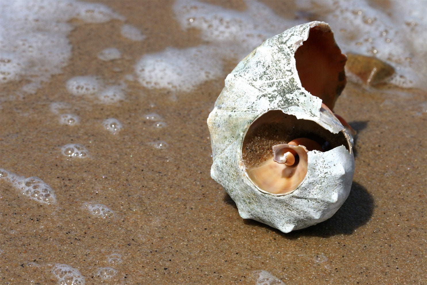 Nautilus Shell Beach Photography Print: Martha's Vineyard Coastal Decor, Matted Ocean Wall Art