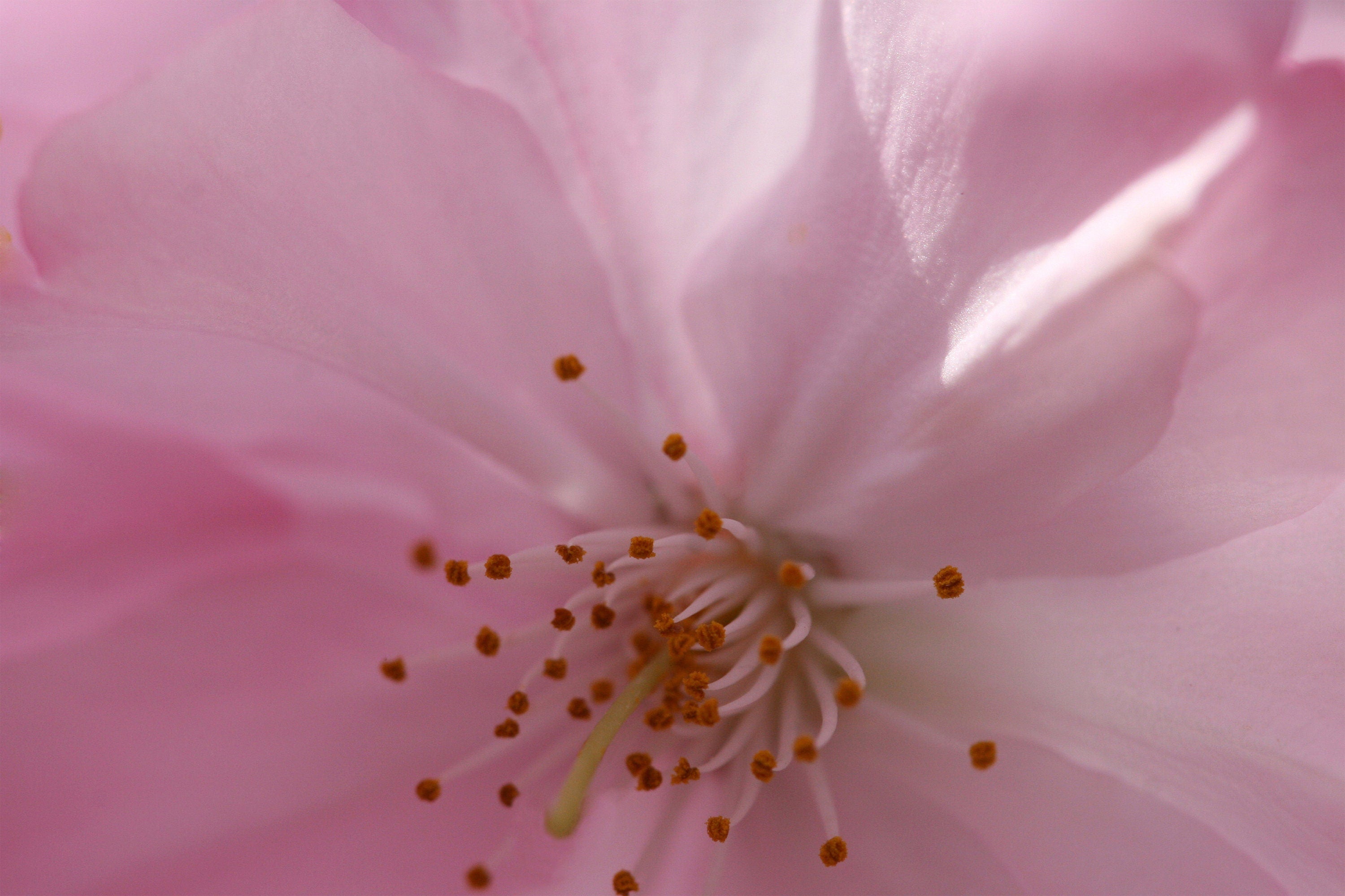 Pink Cherry Blossom Macro Photography: Martha's Vineyard Floral Wall Art, Matted Fine Art Print