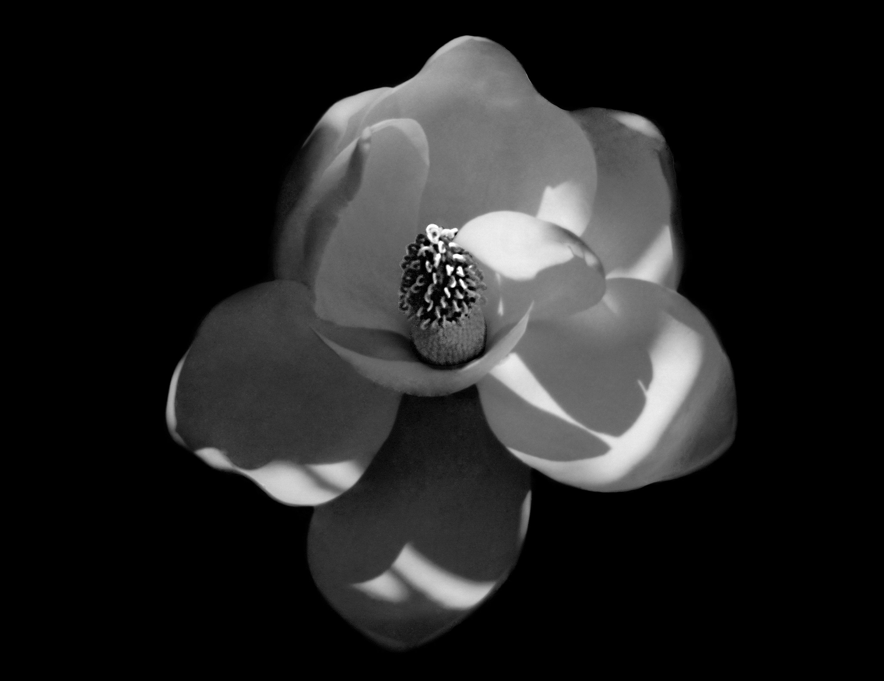 Magnolia Flower Greeting Card: Black and White Botanical Photography, Nature Print