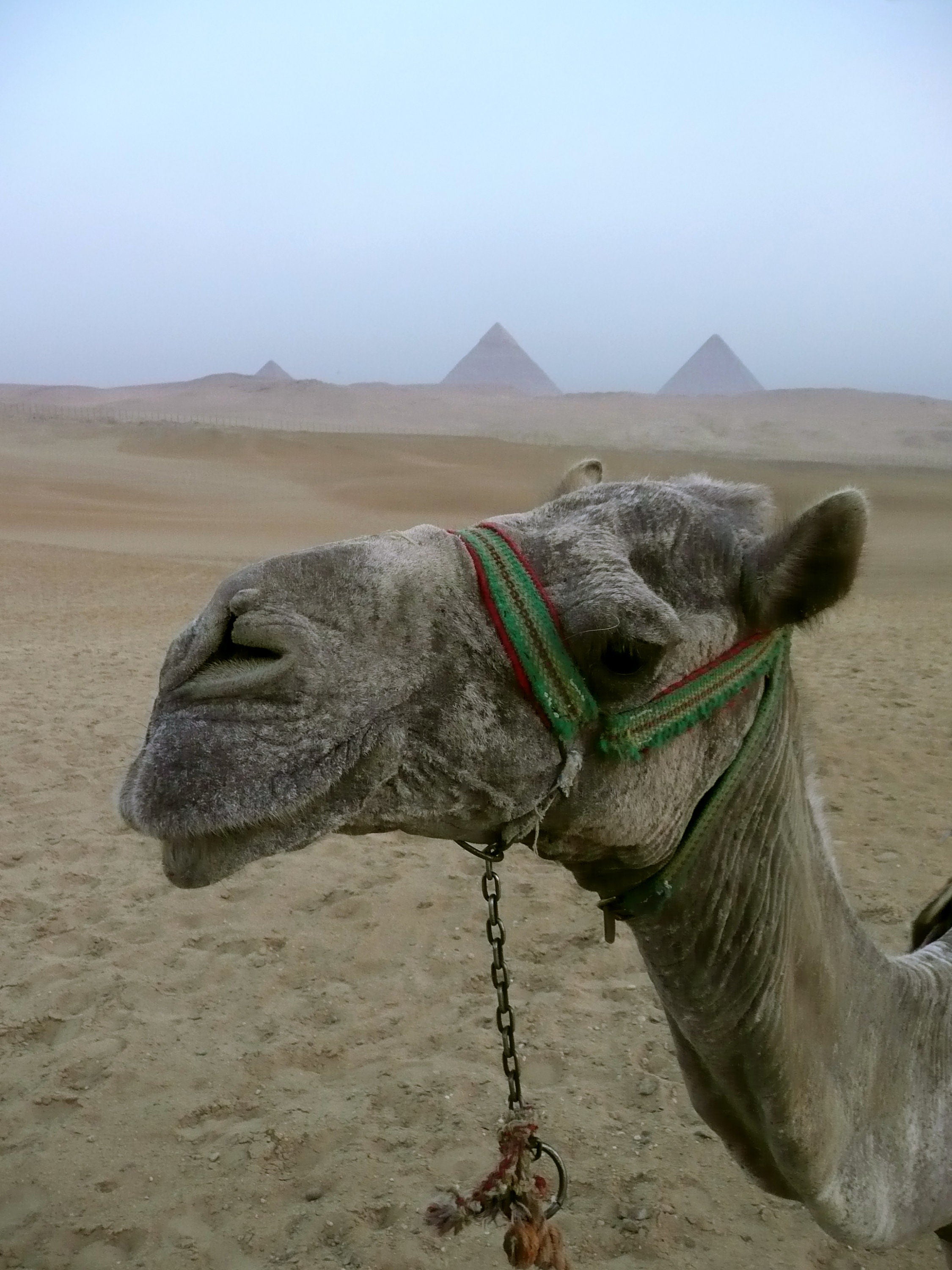 Camel and Pyramids Photography Print: Giza Egypt Travel Art, Matted Animal Nature Decor