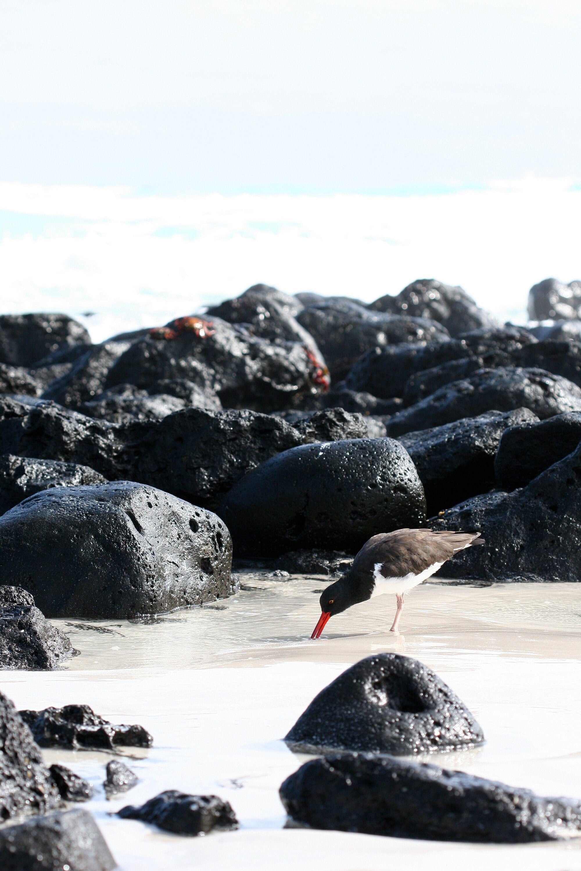 Oystercatcher on the Beach: Galapagos Bird Photography, UNESCO Heritage Nature Matted Wall Art