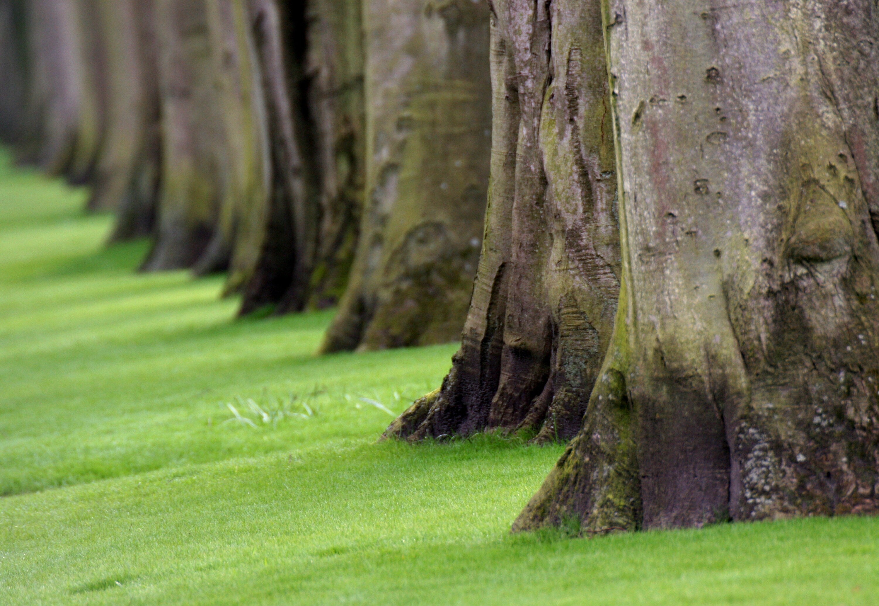Tree Trunk Photography Print: Keukenhof Gardens Netherlands, Matted Green Nature Wall Art Decor