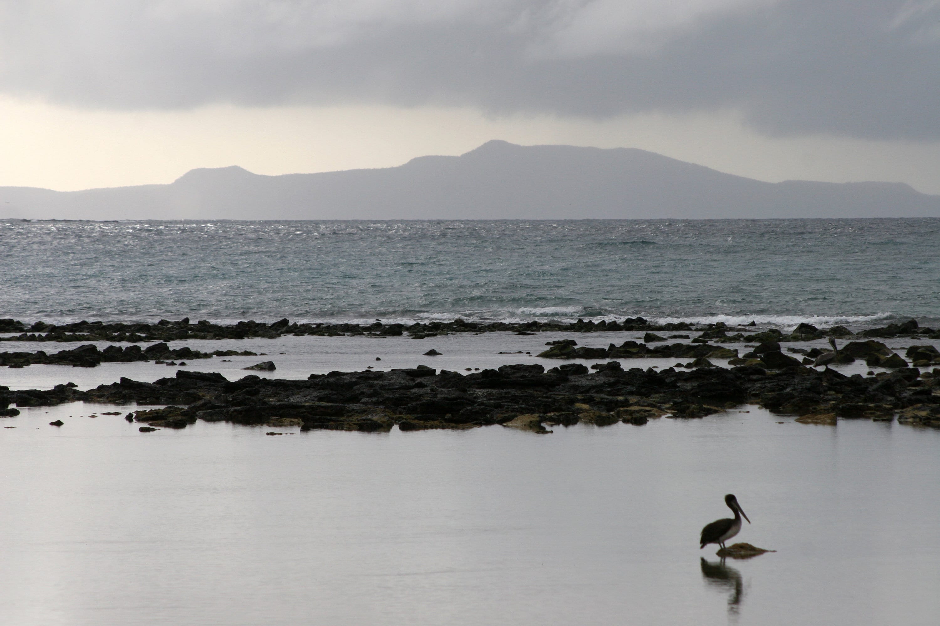 Galapagos Pelican Photography Print: Finch Bay Nature Wall Art, Matted Wildlife Photo Decor