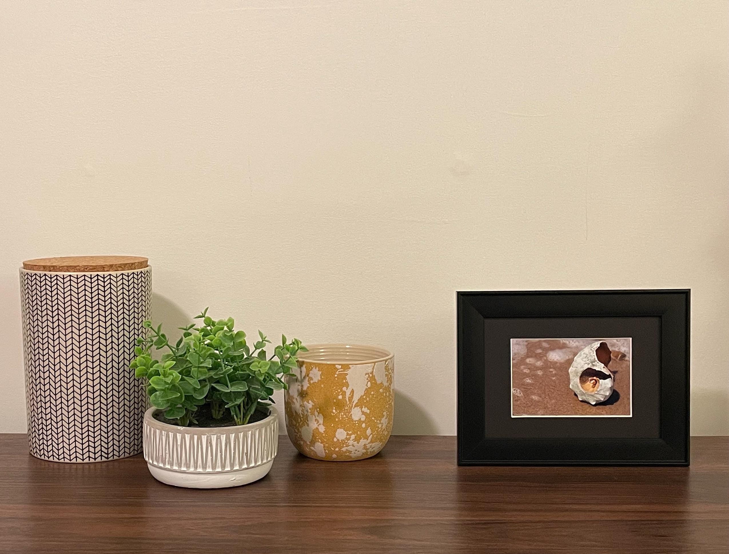 Nautilus Shell Beach Photography Print: Martha's Vineyard Coastal Decor, Matted Ocean Wall Art