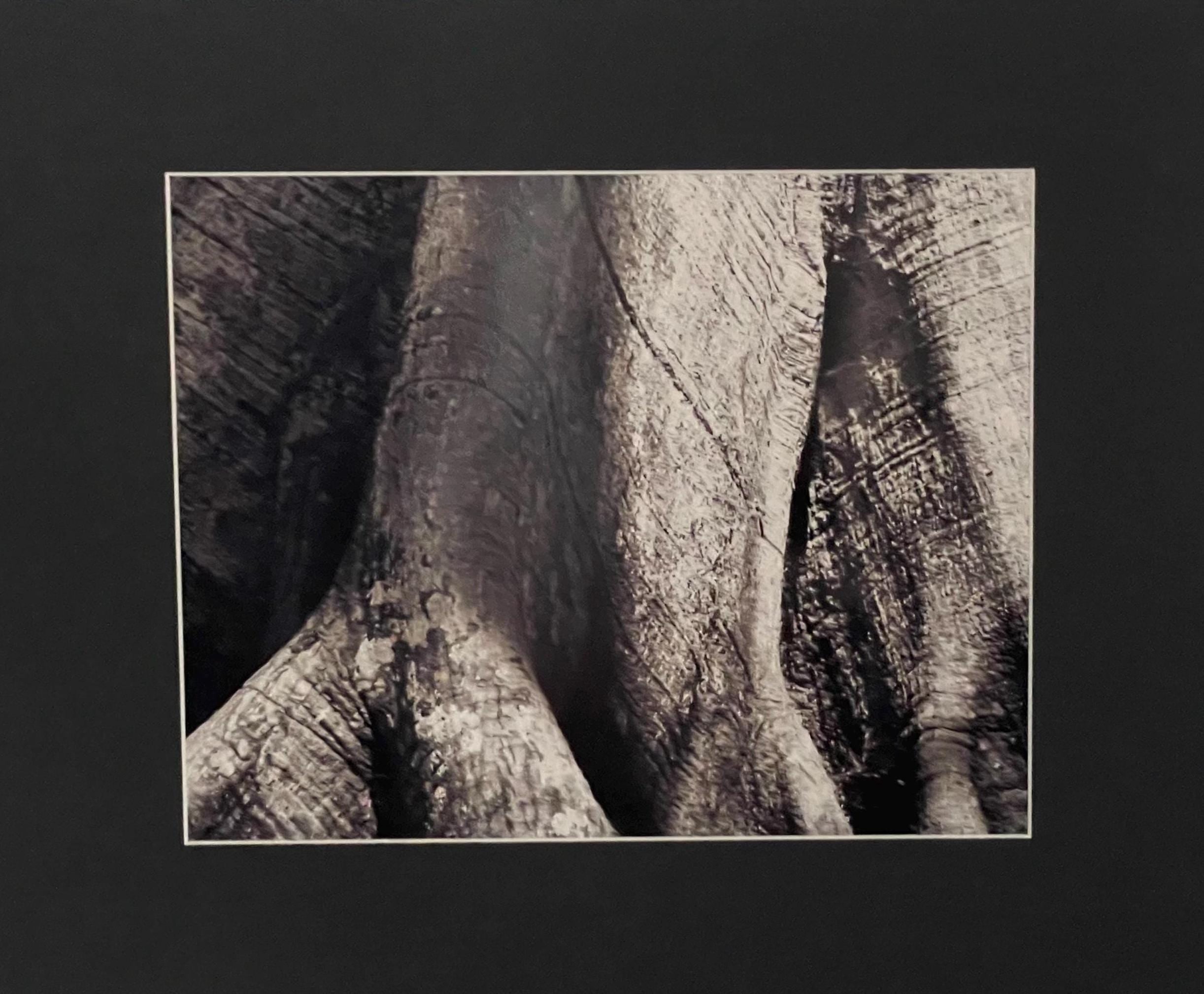 Ceiba Tree Photography Print: Tikal Guatemala UNESCO World Heritage, Black and White Matted Art