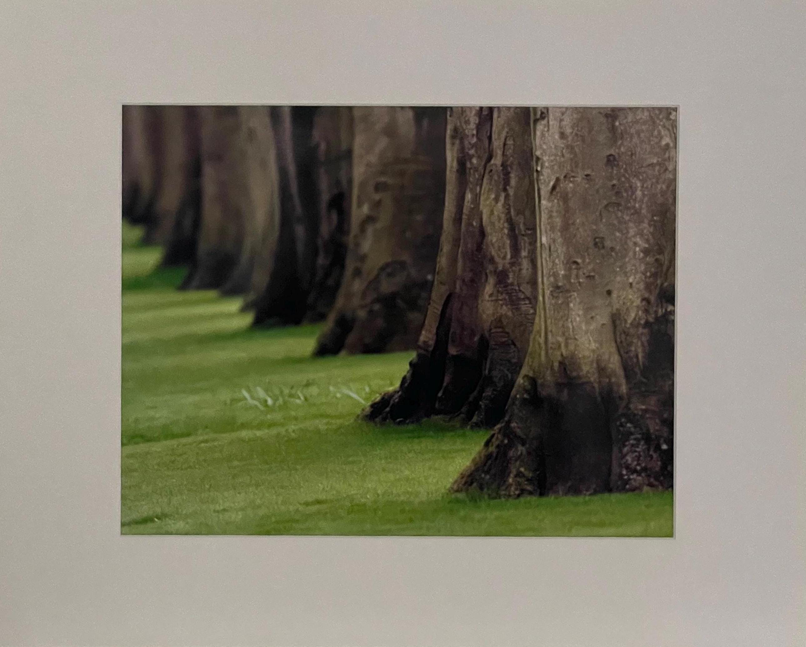 Tree Trunk Photography Print: Keukenhof Gardens Netherlands, Matted Green Nature Wall Art Decor