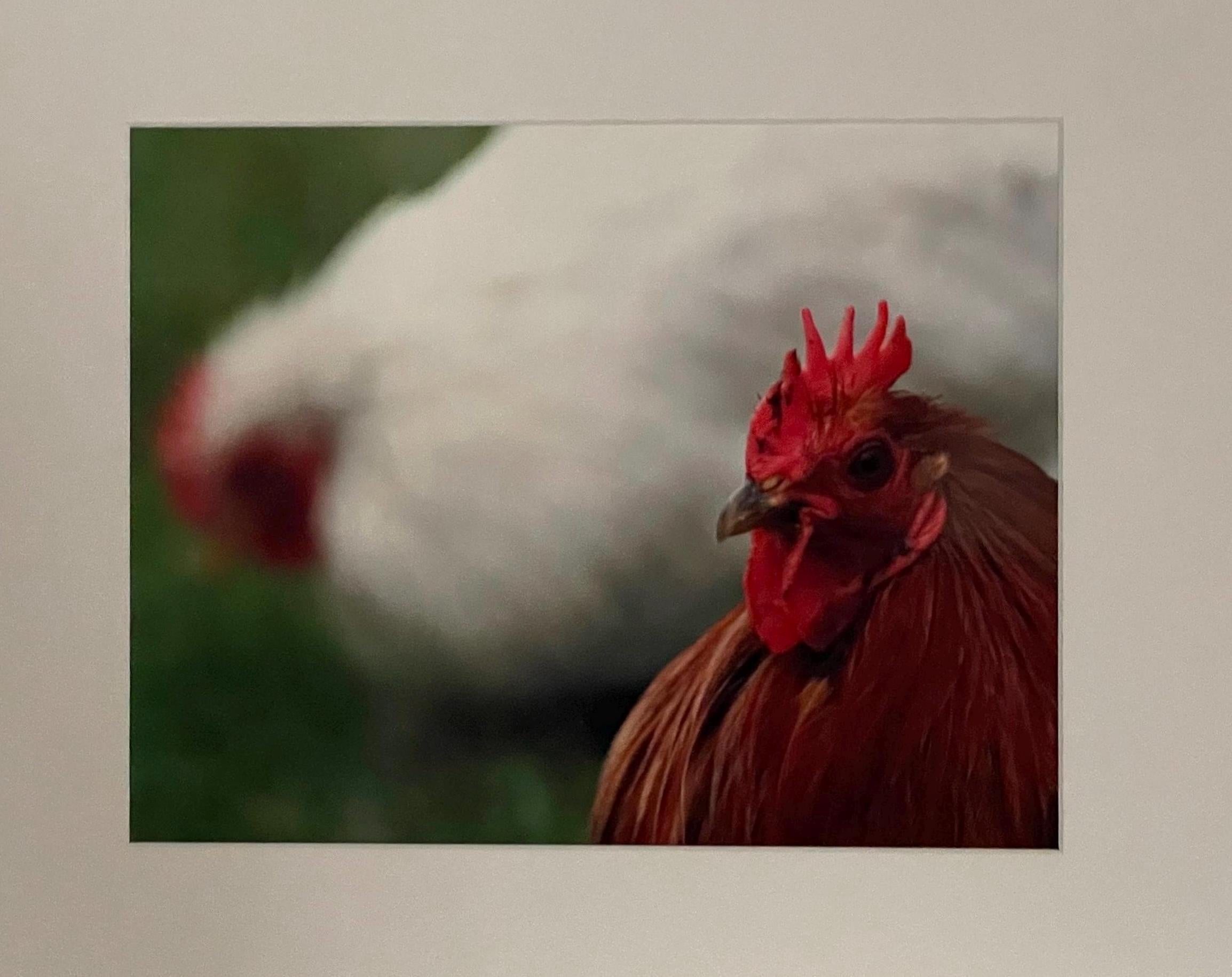 Rooster Photography Print: Keukenhof Gardens Netherlands, Matted Bokeh Animal Wall Art Decor
