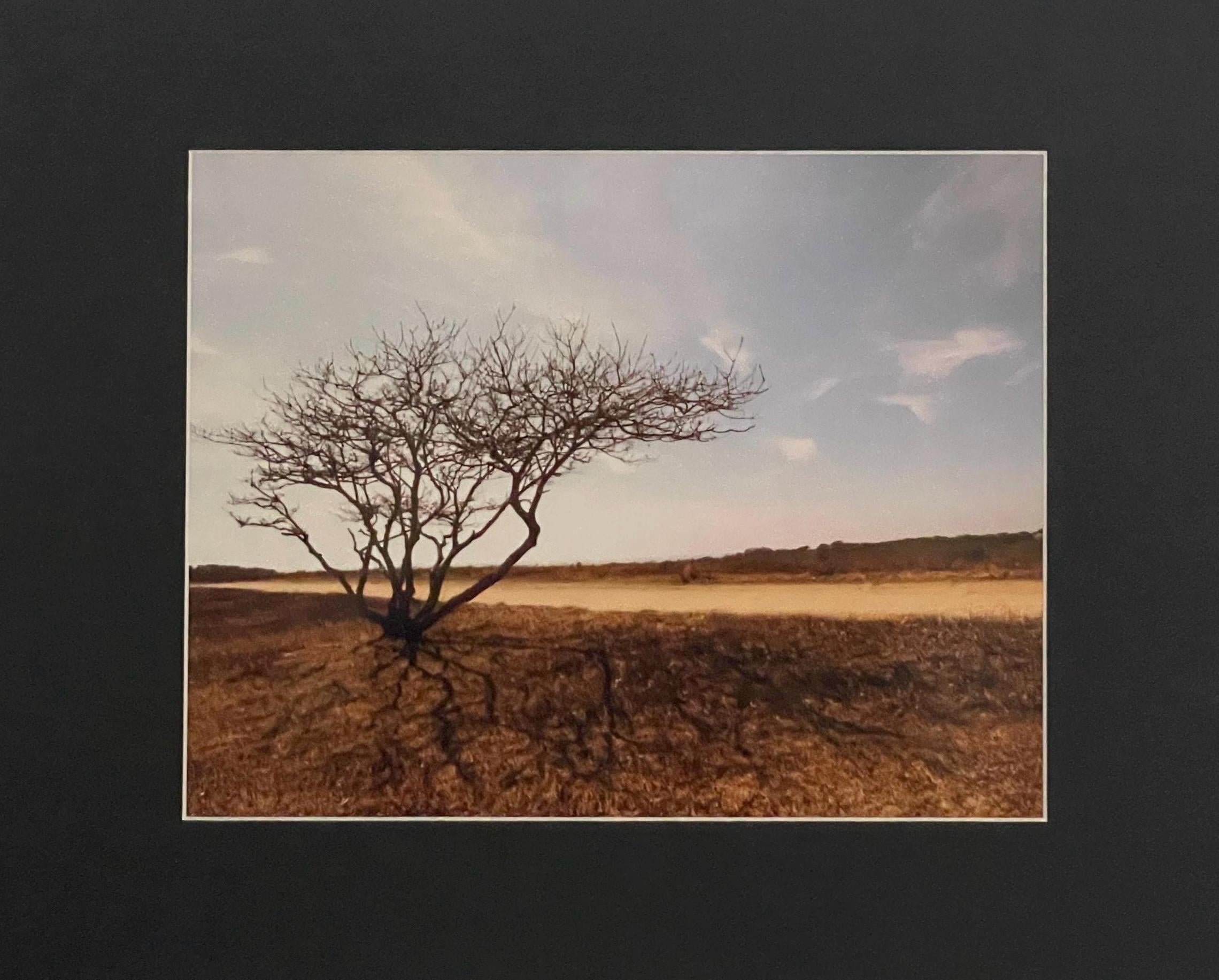 Lone Tree Photography Print: Chappaquiddick Island Massachusetts, Matted Nature Wall Art Decor