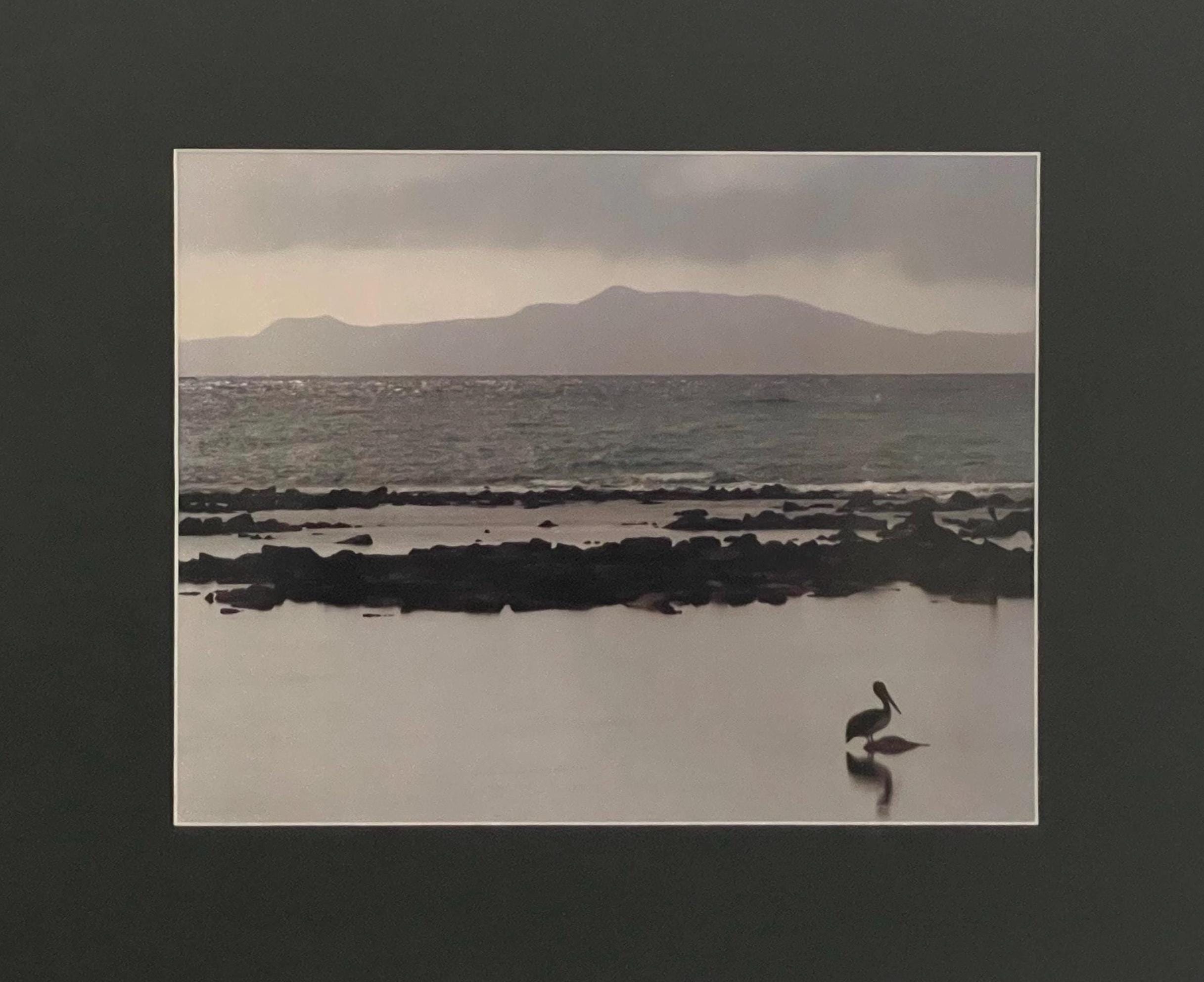 Galapagos Pelican Photography Print: Finch Bay Nature Wall Art, Matted Wildlife Photo Decor