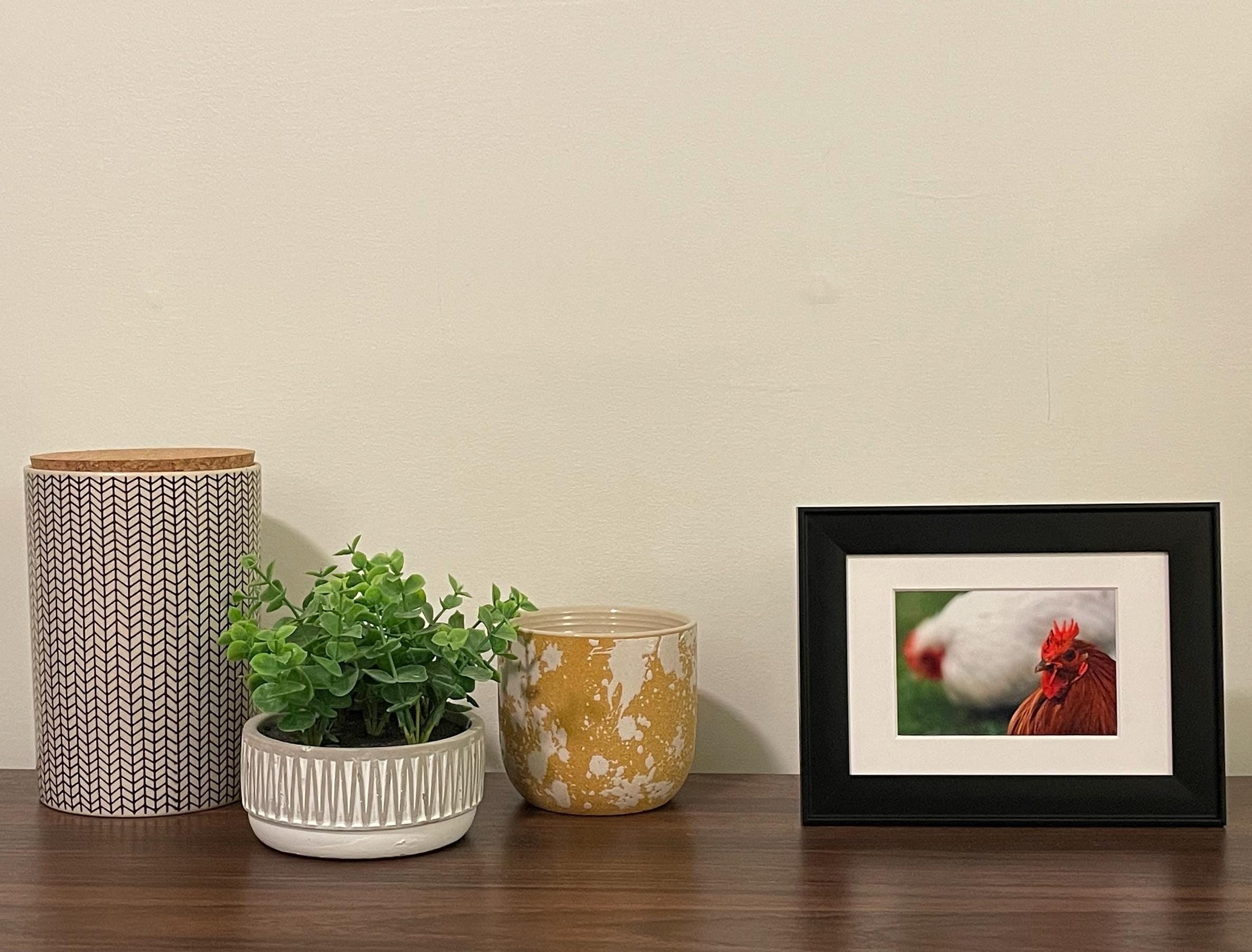 Rooster Photography Print: Keukenhof Gardens Netherlands, Matted Bokeh Animal Wall Art Decor