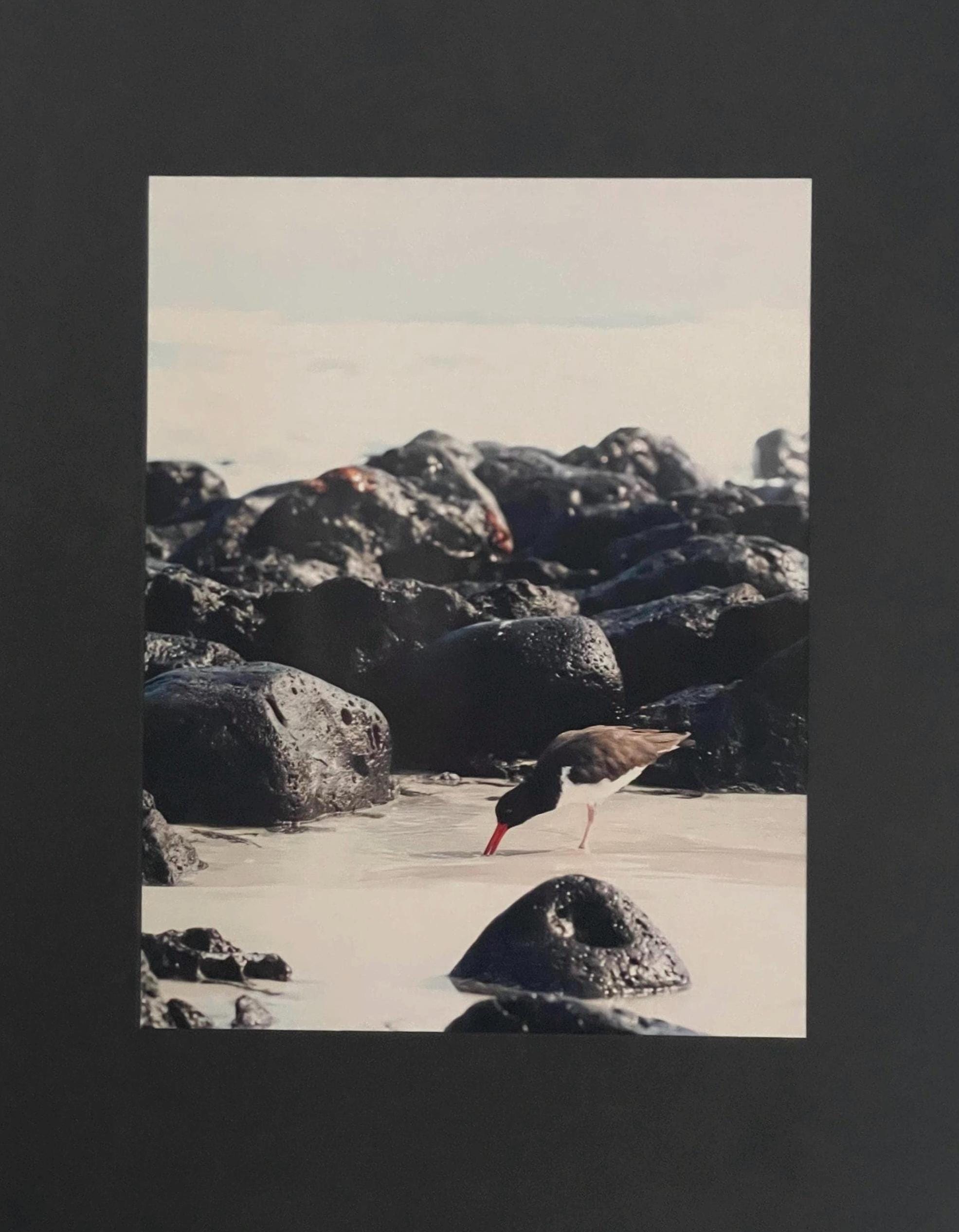 Oystercatcher on the Beach: Galapagos Bird Photography, UNESCO Heritage Nature Matted Wall Art