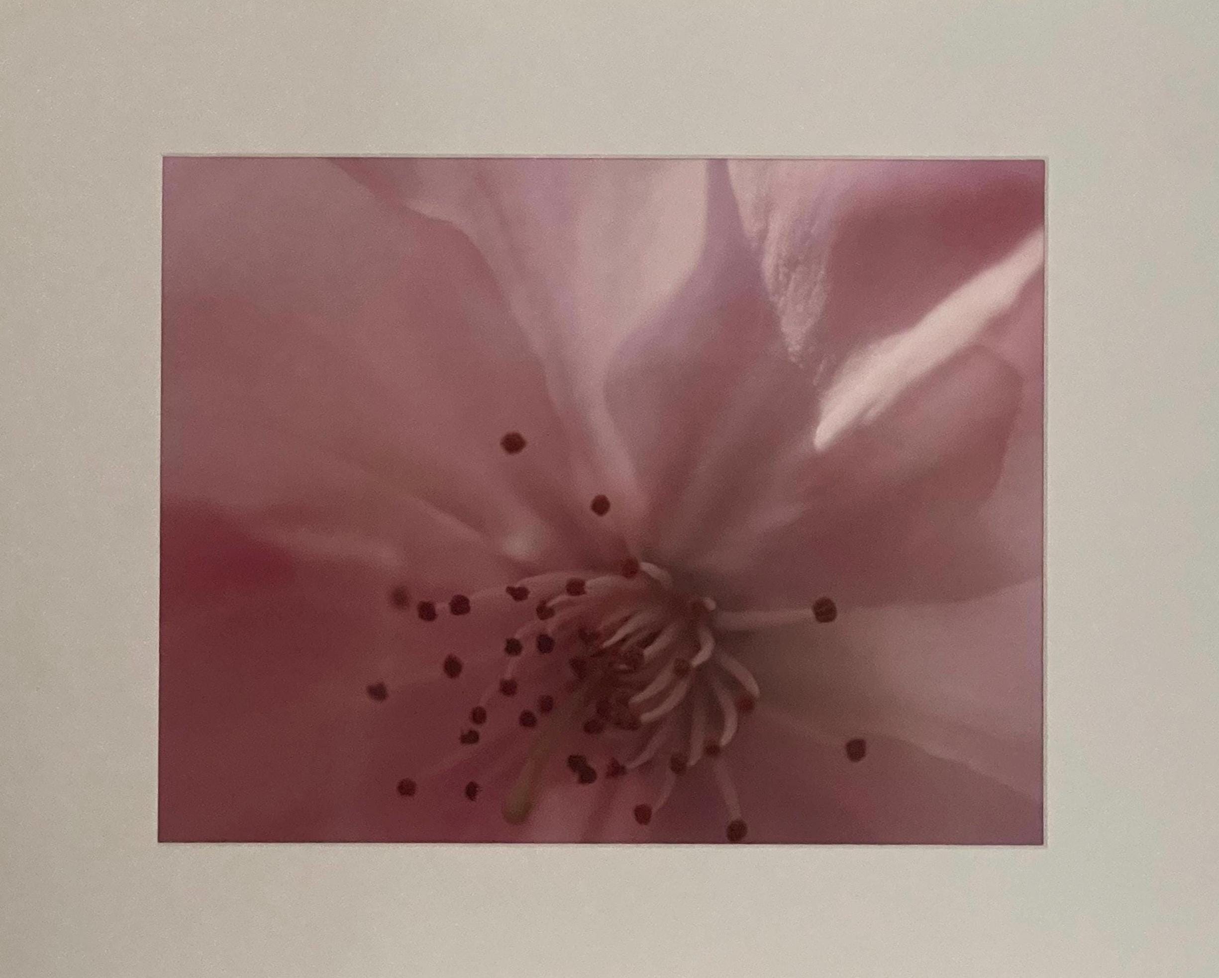 Pink Cherry Blossom Macro Photography: Martha's Vineyard Floral Wall Art, Matted Fine Art Print
