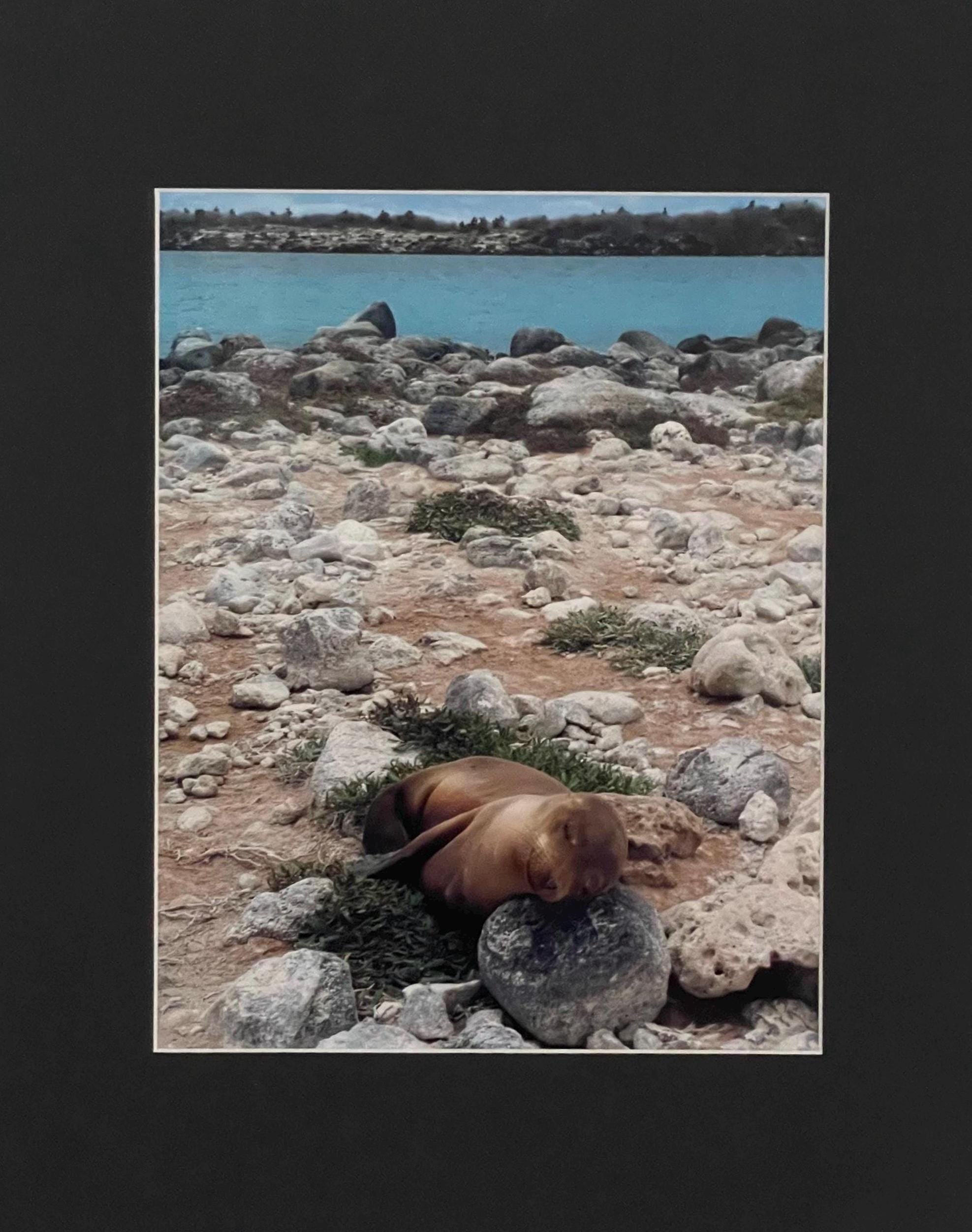 Sleeping Sea Lion Pup: Galapagos Wildlife Photography Print, UNESCO Heritage Nature Wall Art
