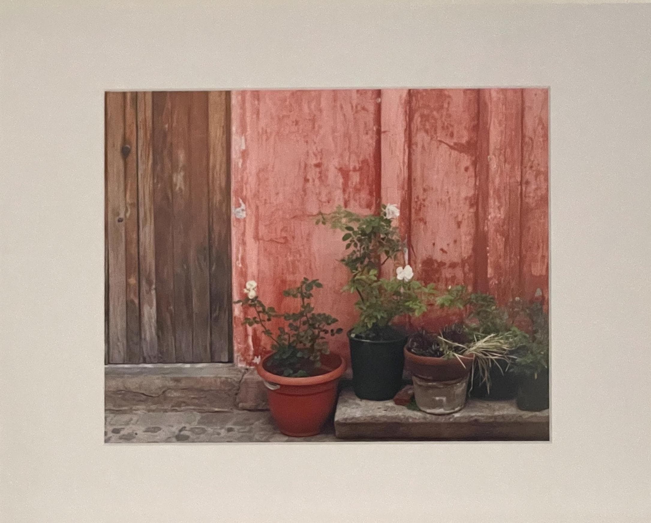 Antigua Guatemala Photography: Rustic Red Wall and White Roses, Matted Art Print