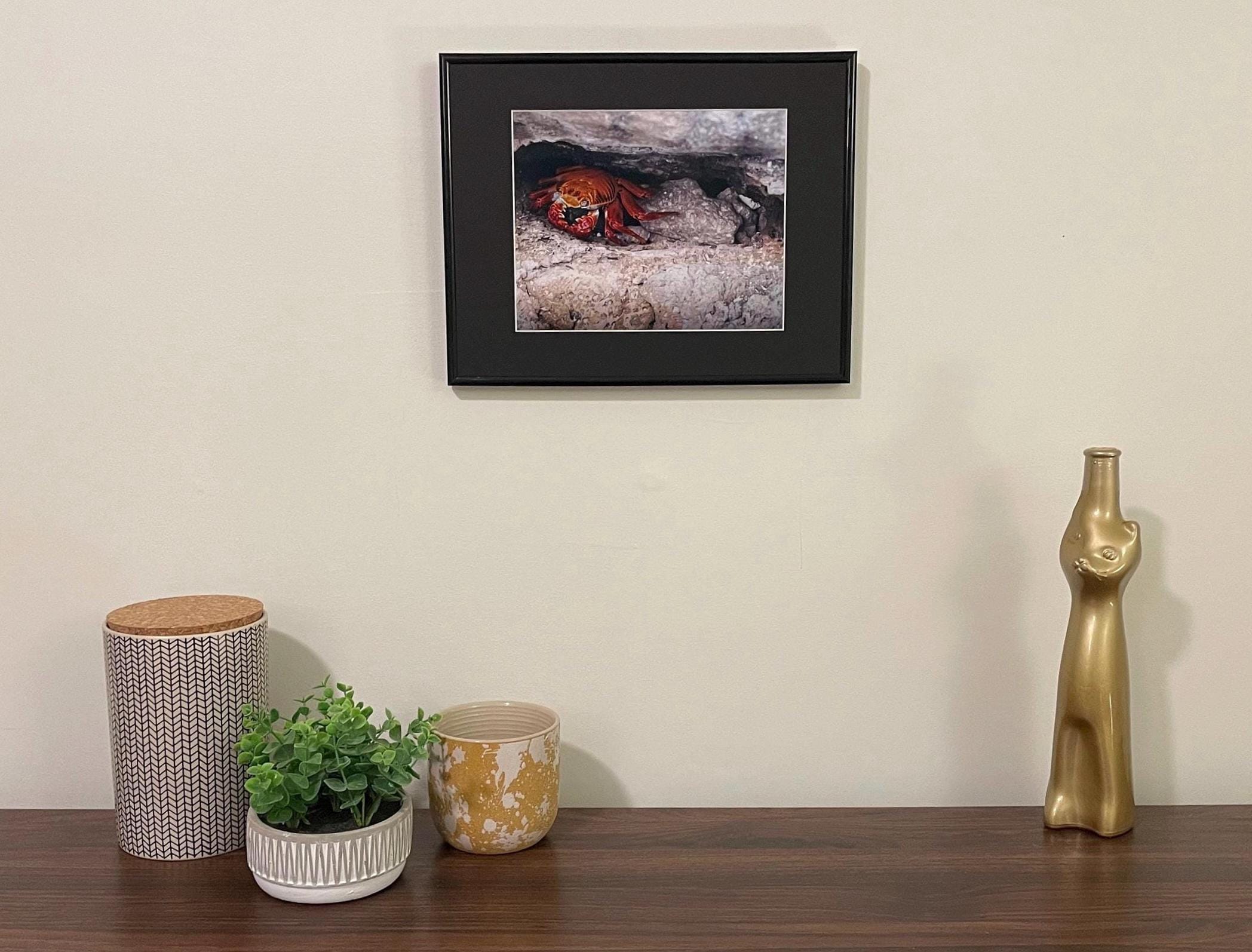 Galapagos Crab Photo: Sally Lightfoot Wildlife Print, UNESCO Heritage Nature Wall Art Decor