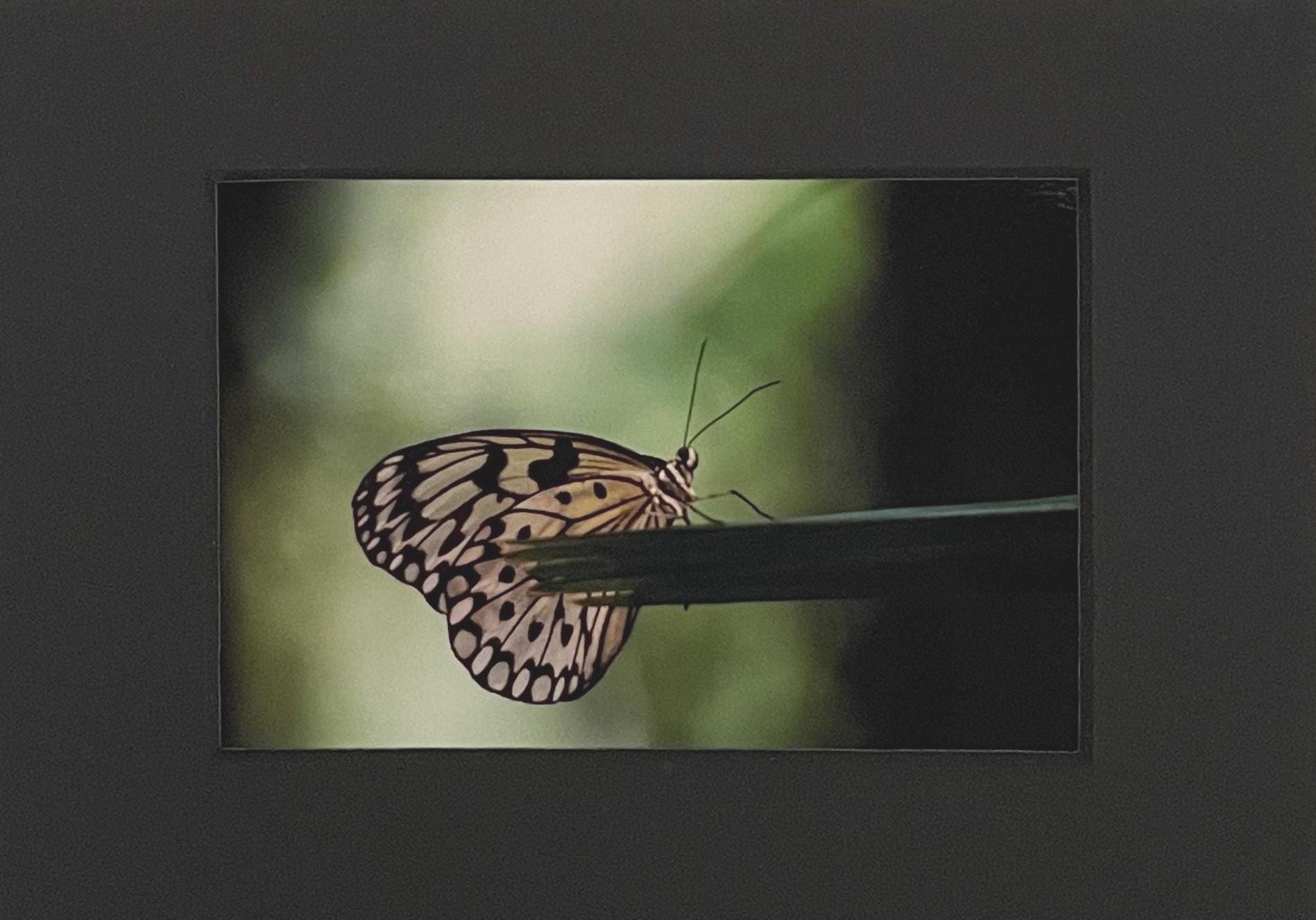 Butterfly Photography Print: Green Bokeh Nature Artwork, San Diego Wildlife Matted Art Print