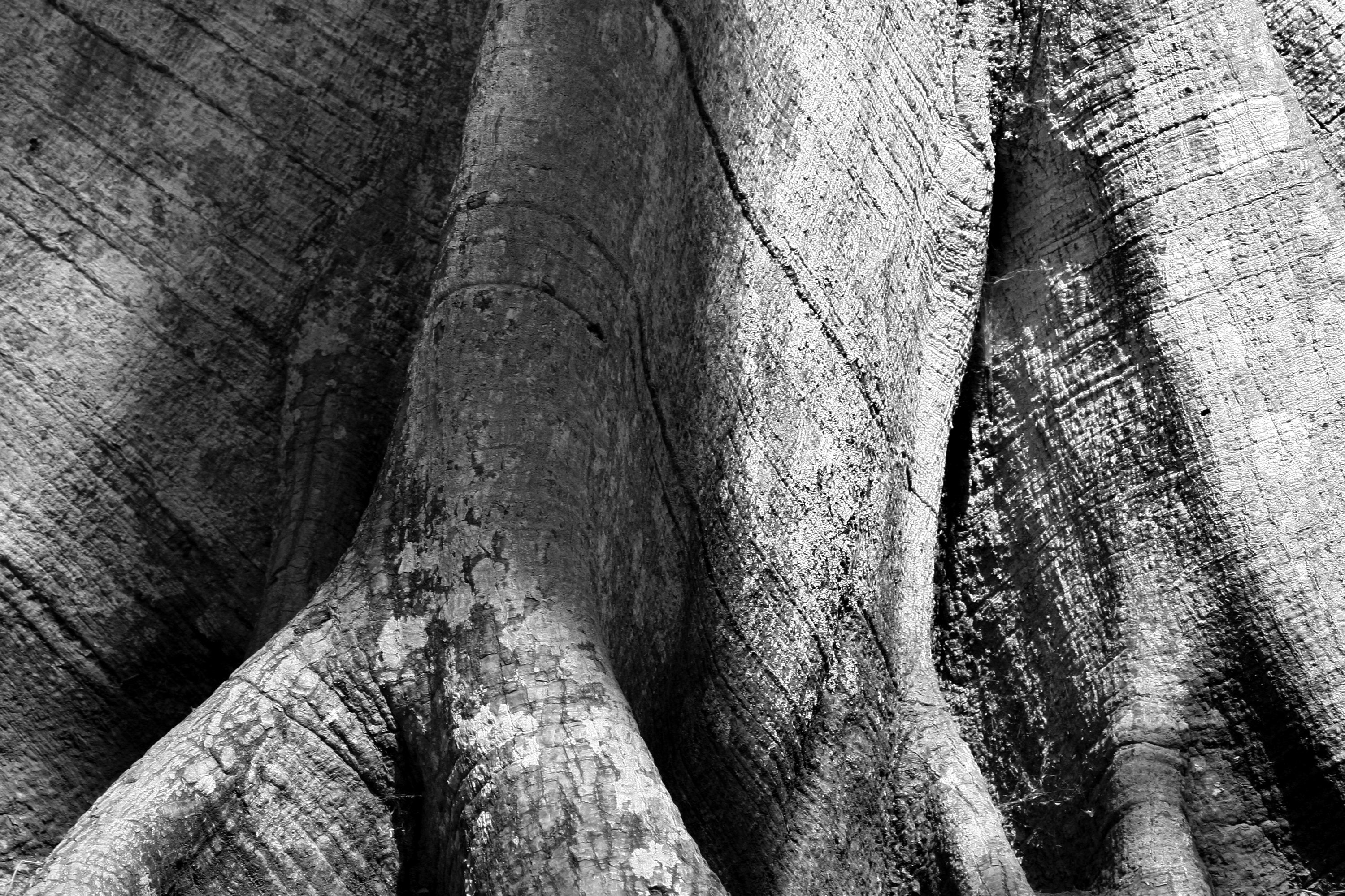 Ceiba Tree Photography Print: Tikal Guatemala UNESCO World Heritage, Black and White Matted Art