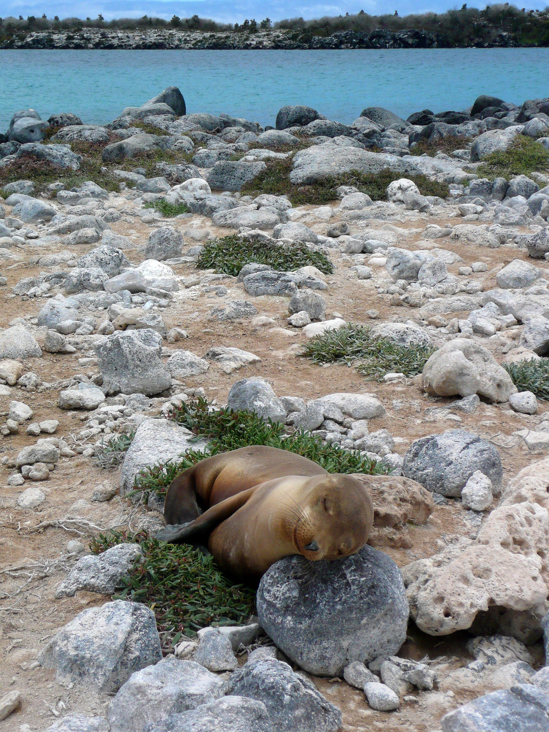 Sleeping Sea Lion Pup: Galapagos Wildlife Photography Print, UNESCO Heritage Nature Wall Art