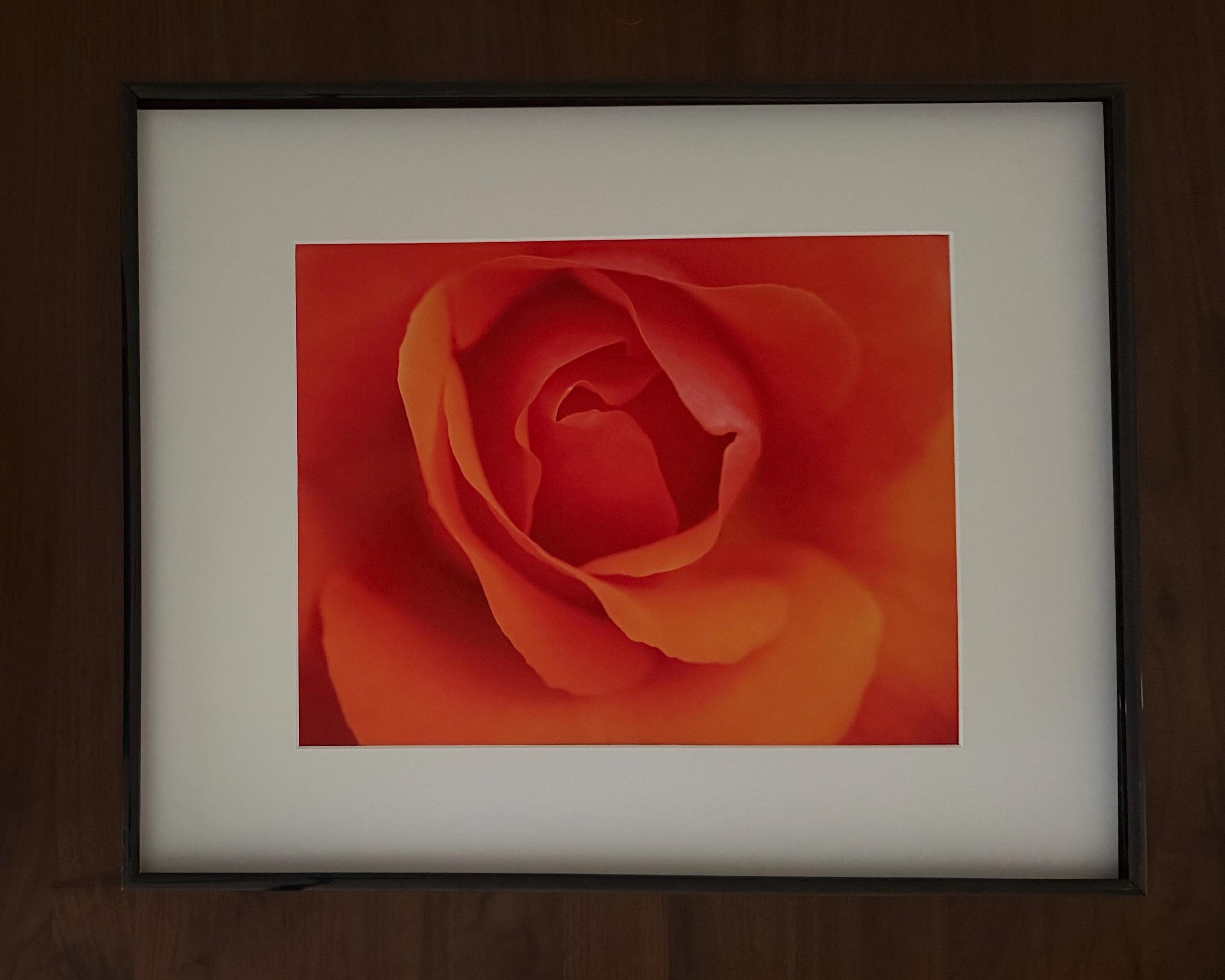 Copenhagen Orange Rose Wall Art: Vibrant Floral Botanical Photography Print