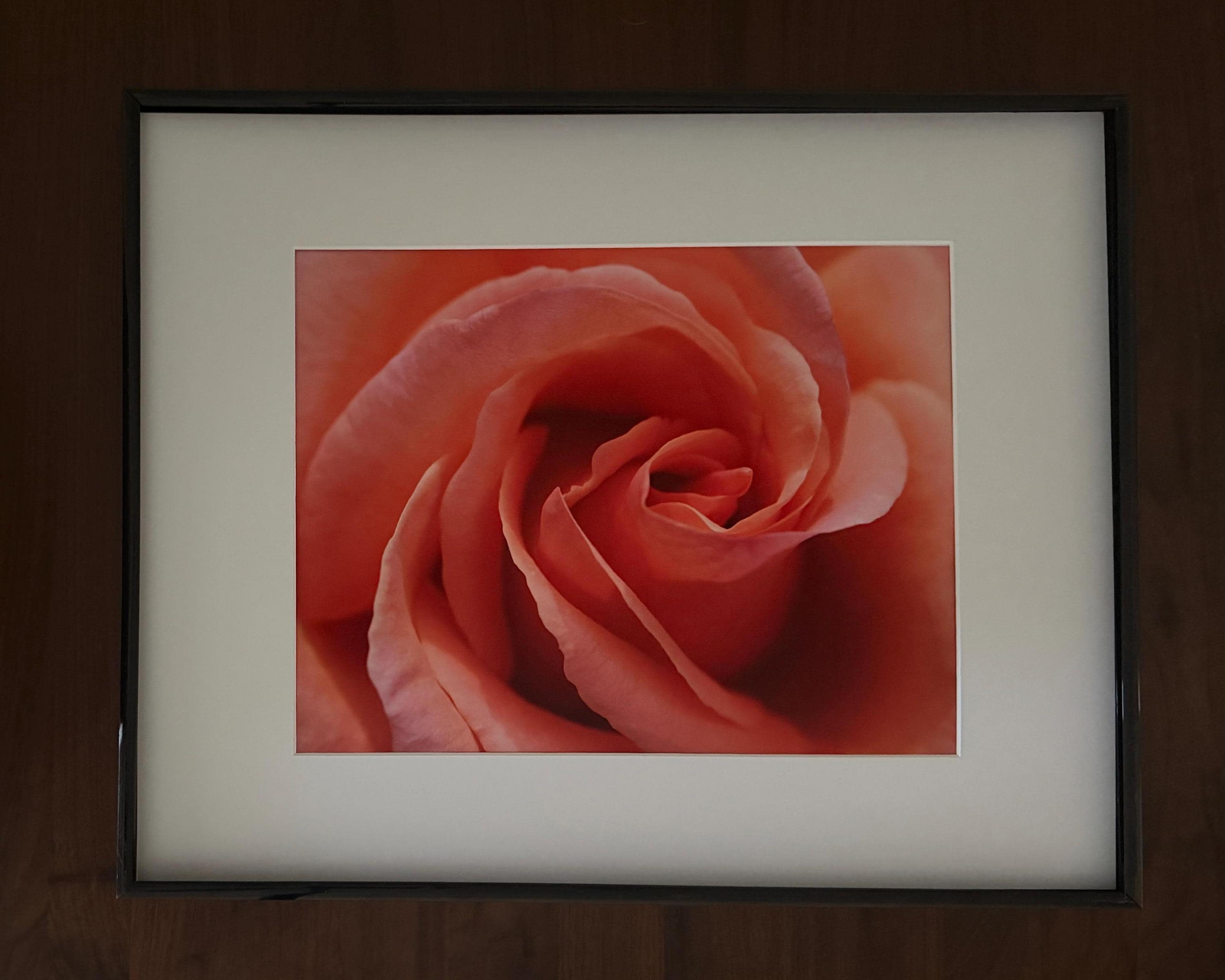 Copenhagen Pink Rose Wall Art: Soft Pastel Botanical Photography Print