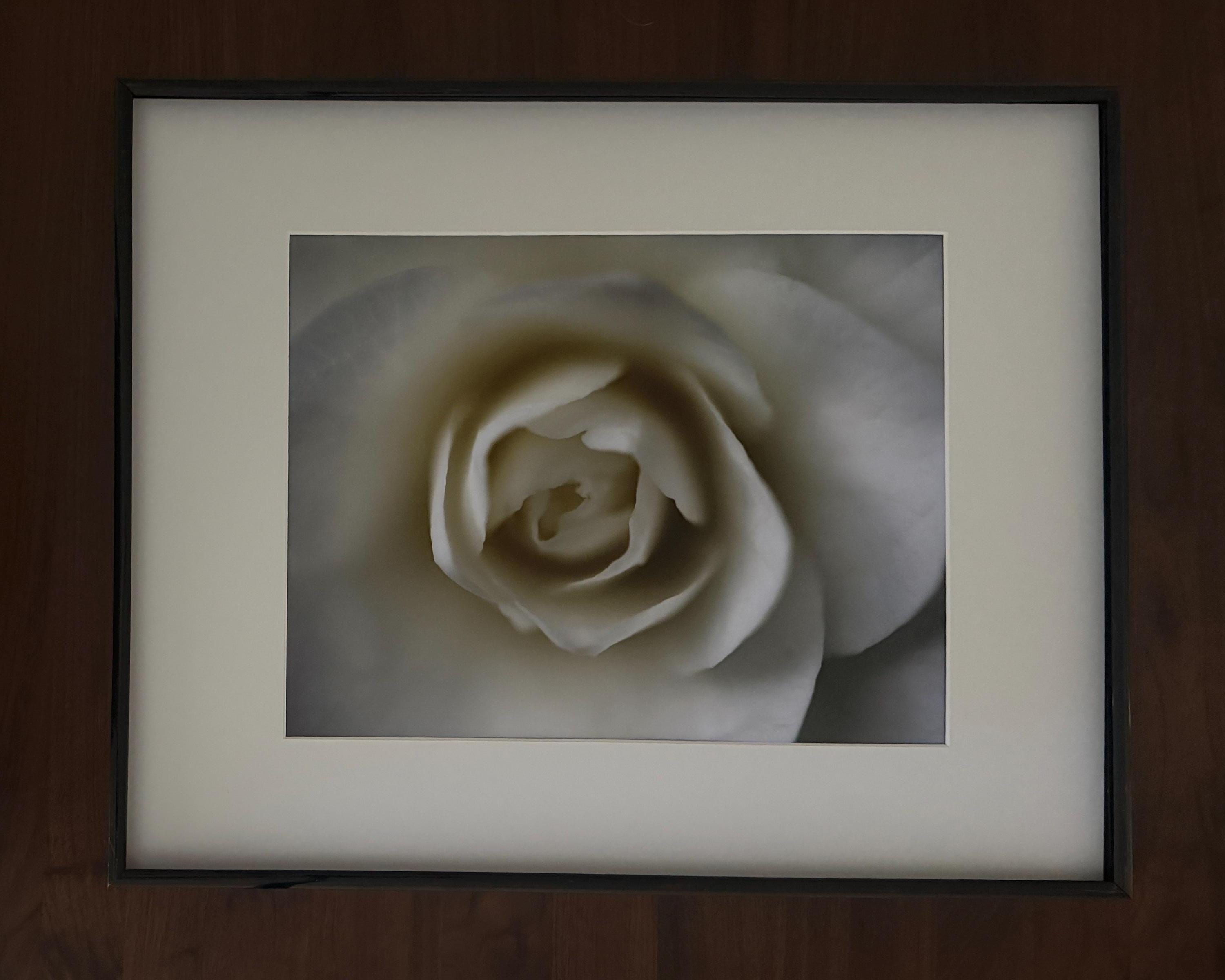Portland White Rose Wall Art: Elegant Botanical Photography Print