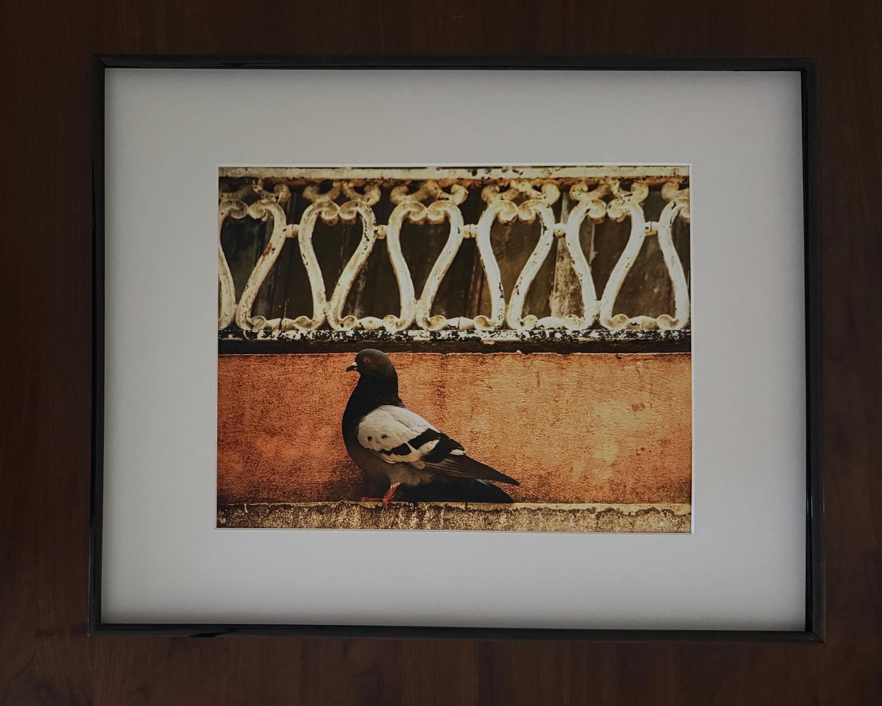 Old San Juan Pigeon Wall Art: Rustic Puerto Rico Architecture & Street Scene Print