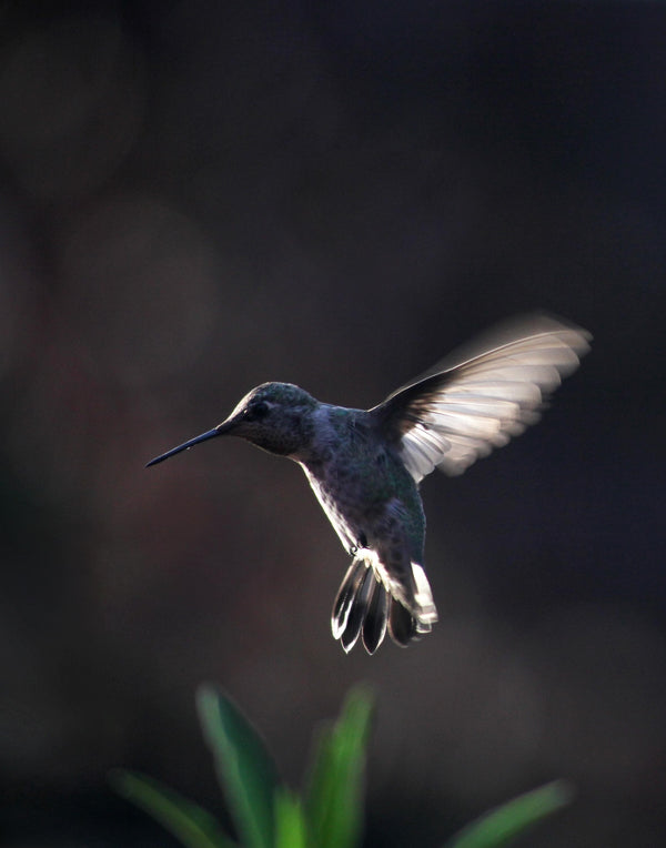 California Hummingbird Wall Art: Moody Nature Photography & Wildlife Print