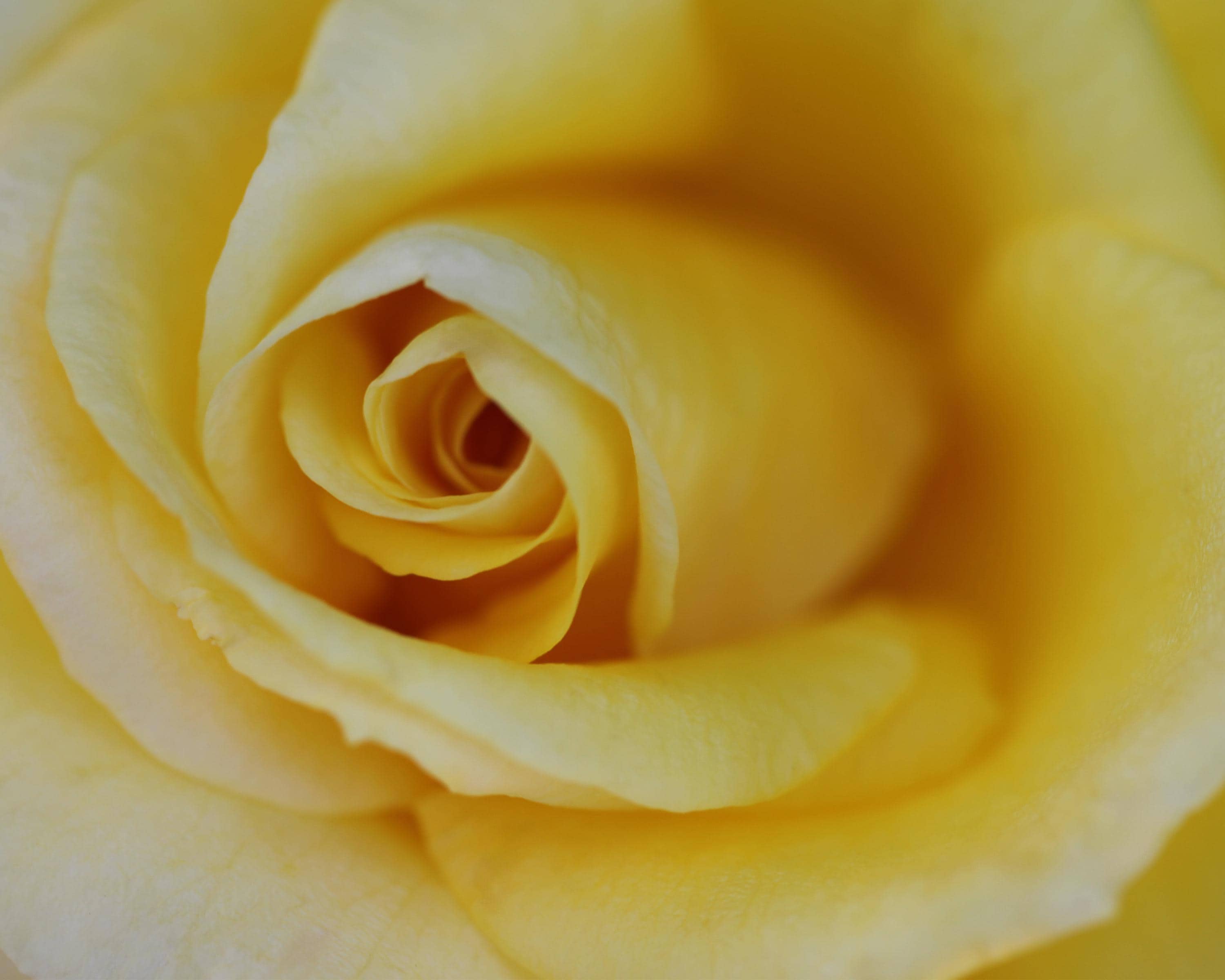 California Yellow Rose Wall Art: Golden Botanical Photography & Floral Print