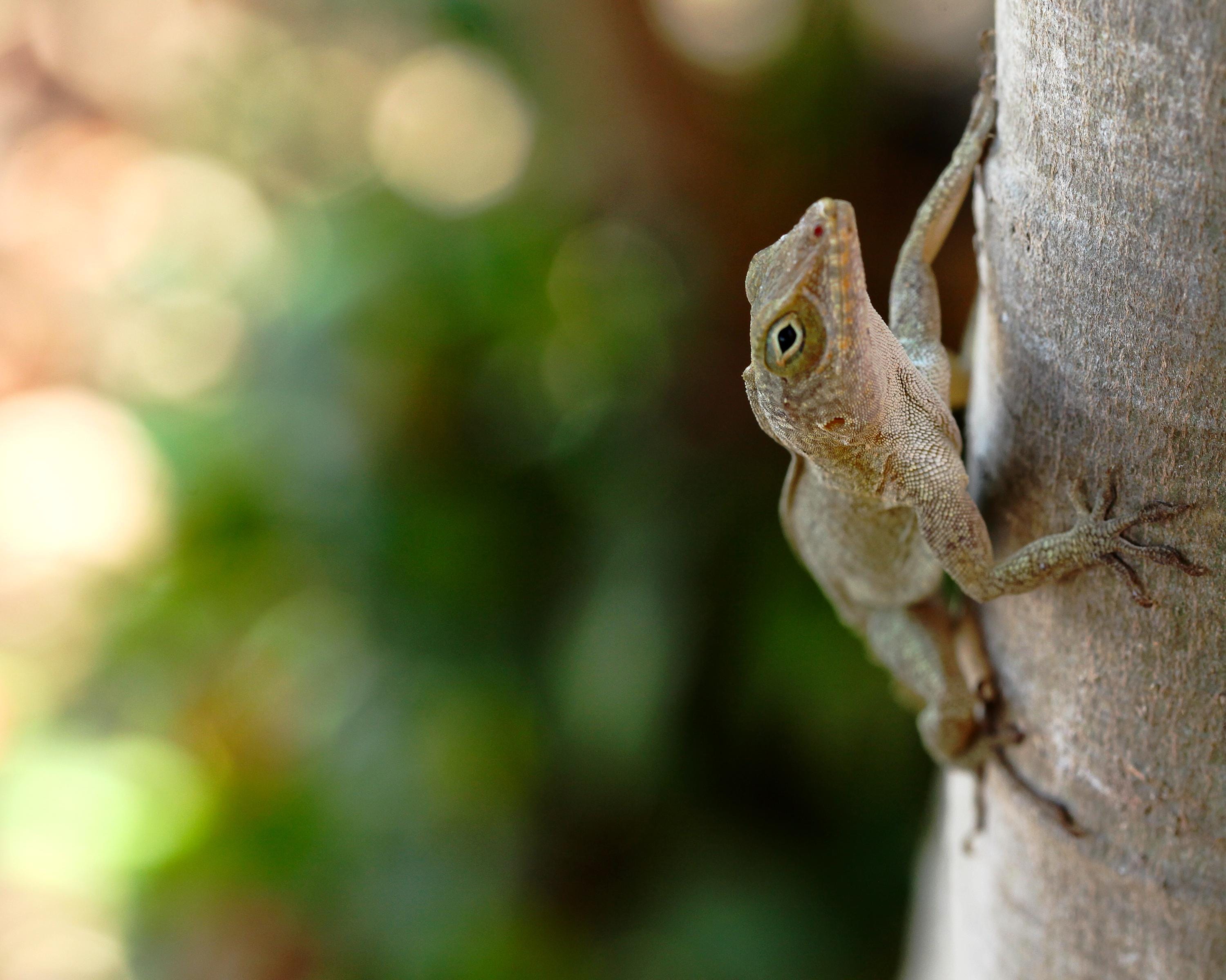 Tropical Lizard Wall Art: Minimalist Reptile & Wildlife Photography Print of Puerto Rico
