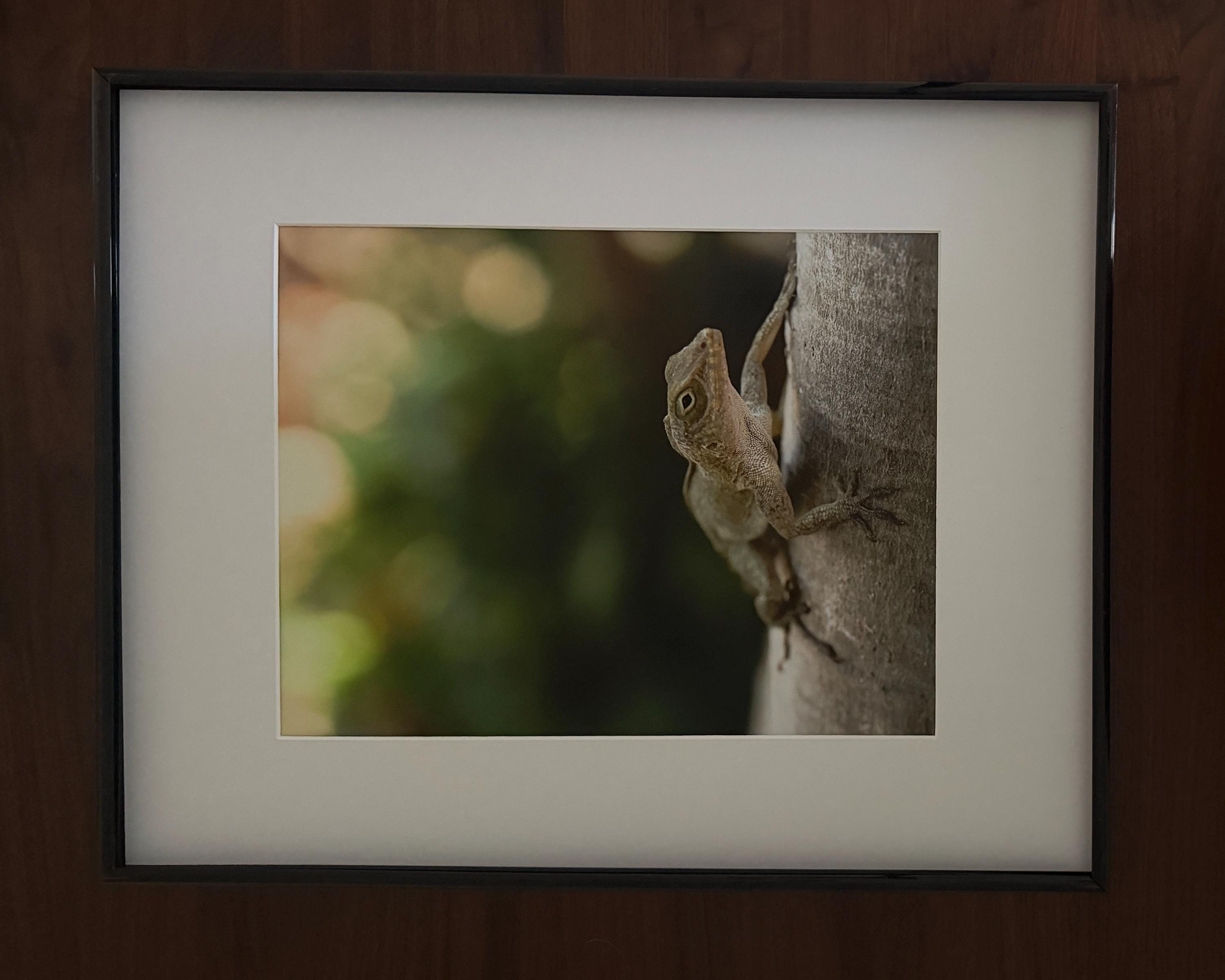Tropical Lizard Wall Art: Minimalist Reptile & Wildlife Photography Print of Puerto Rico