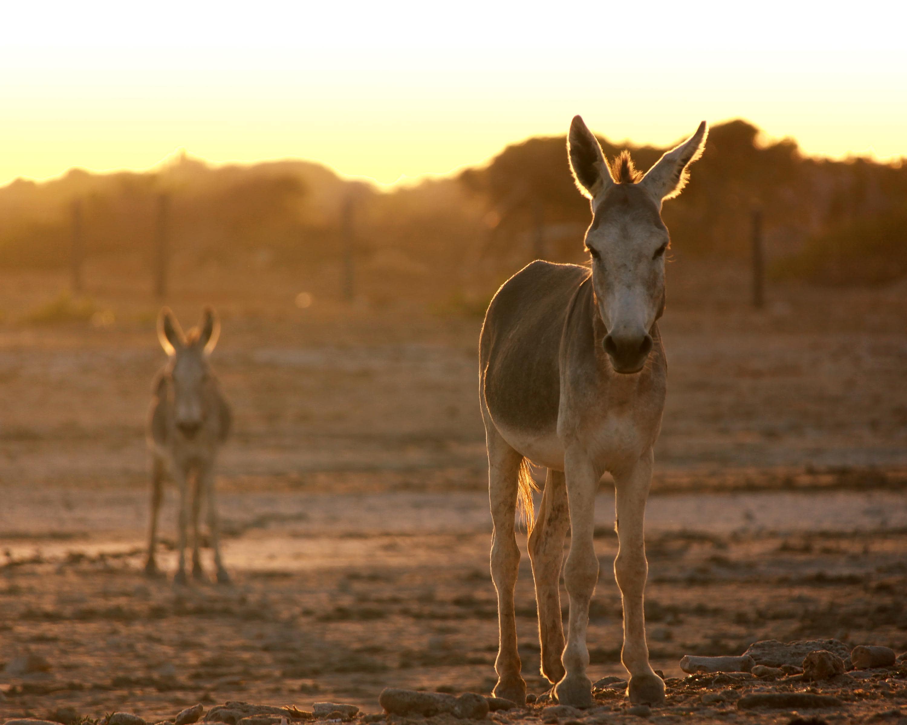 Sunset Donkey Wall Art: Rustic Western Landscape Photography Print