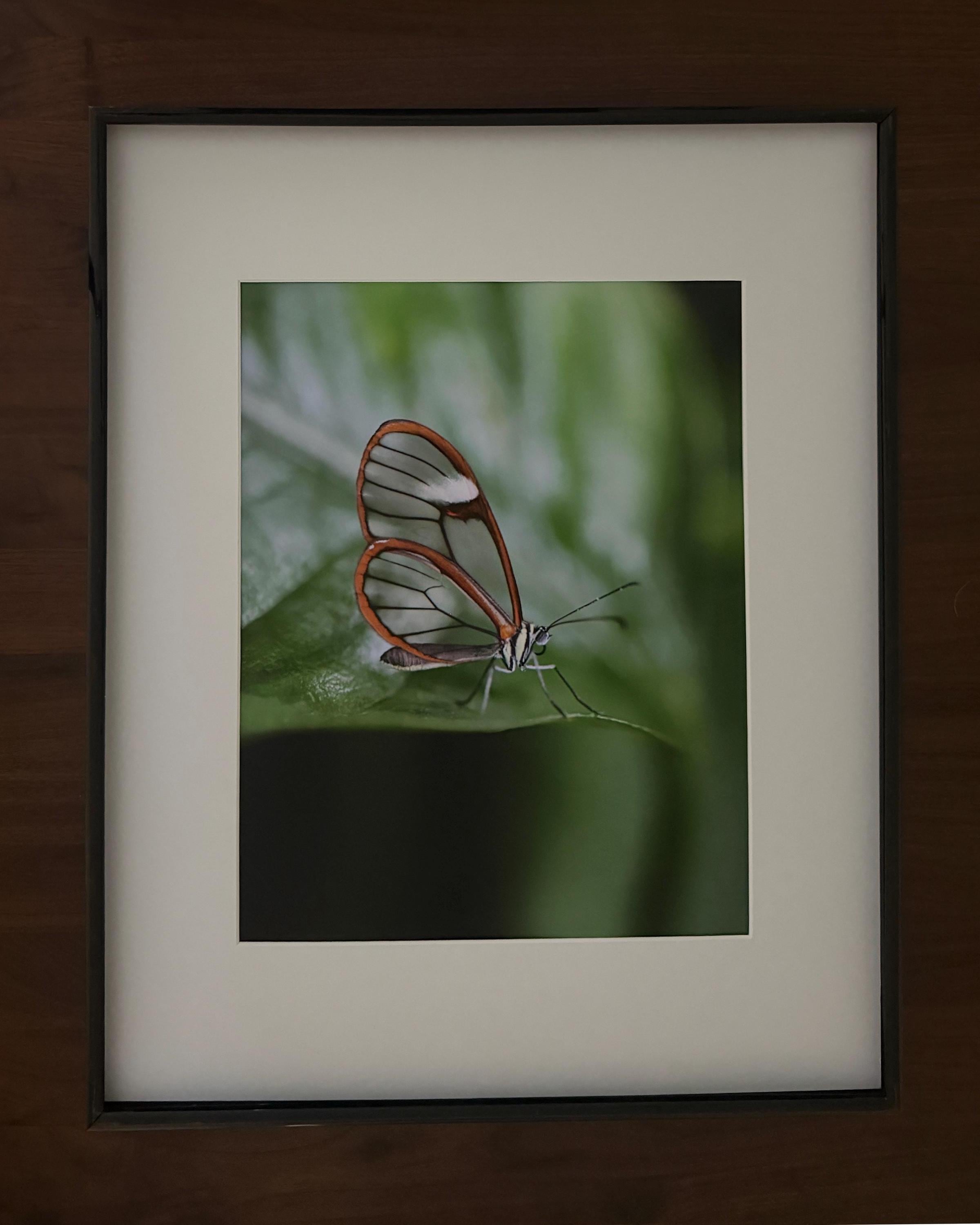Glasswing Butterfly Wall Art: Copenhagen Conservatory Botanical Photography Print