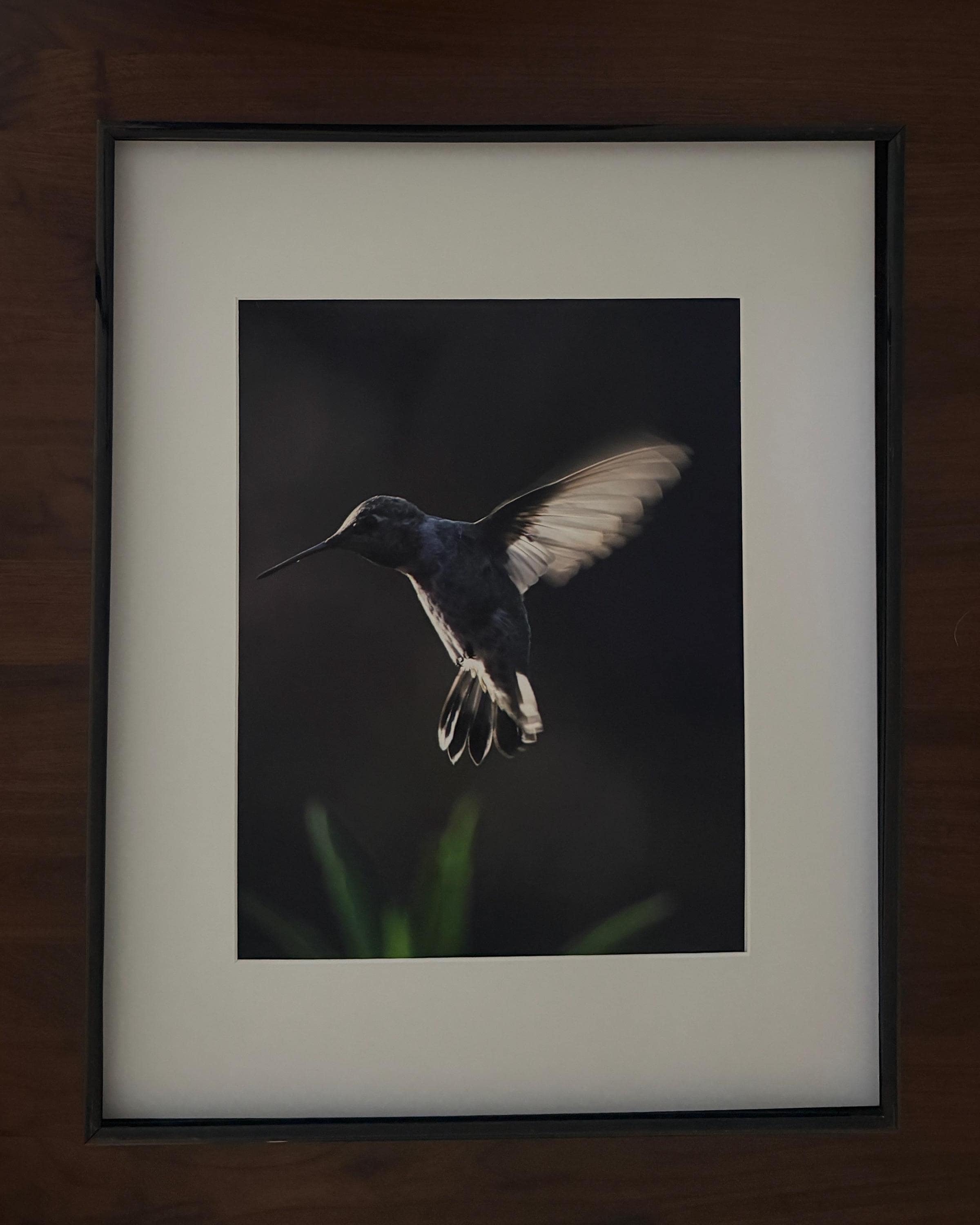 California Hummingbird Wall Art: Moody Nature Photography & Wildlife Print