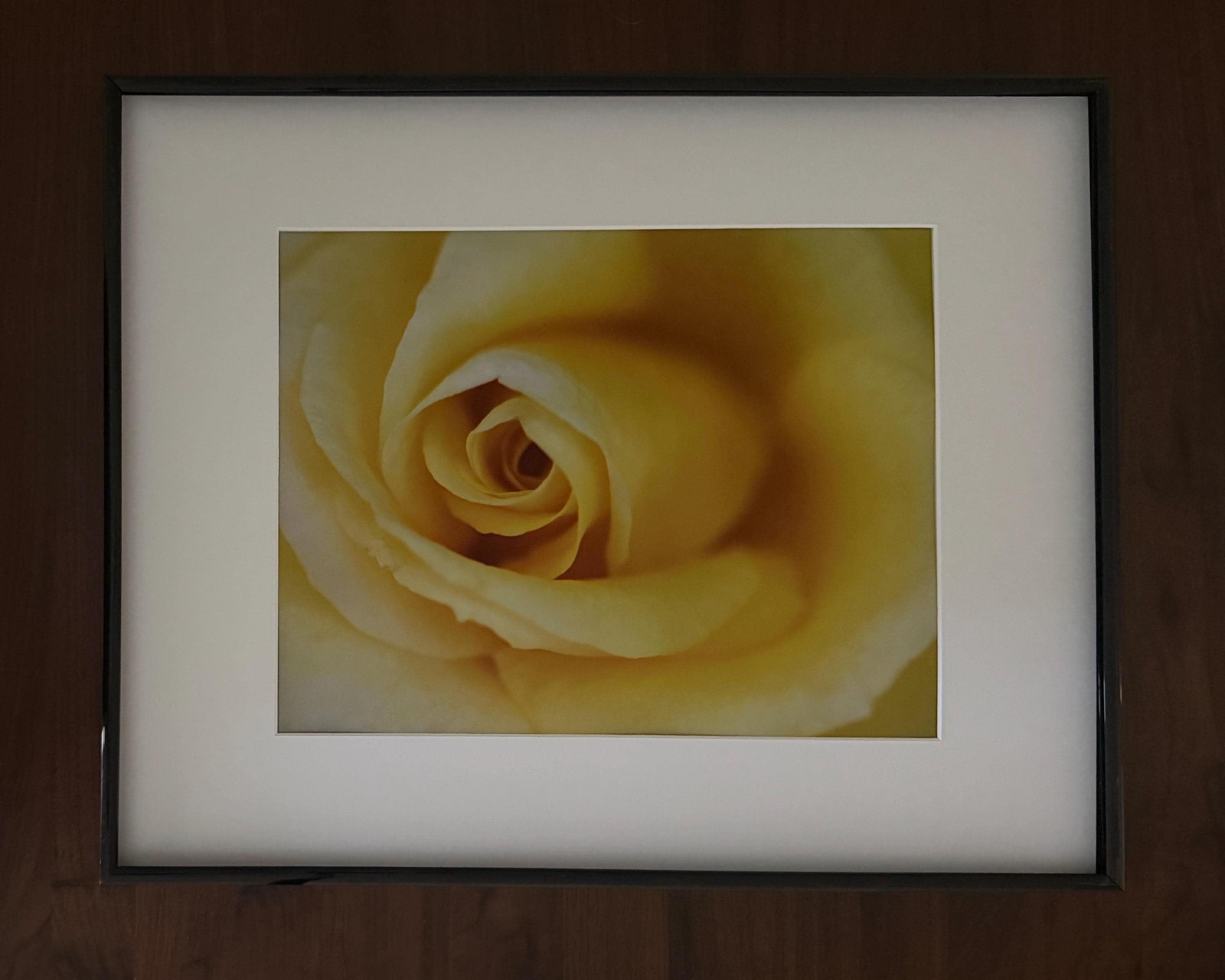 California Yellow Rose Wall Art: Golden Botanical Photography & Floral Print