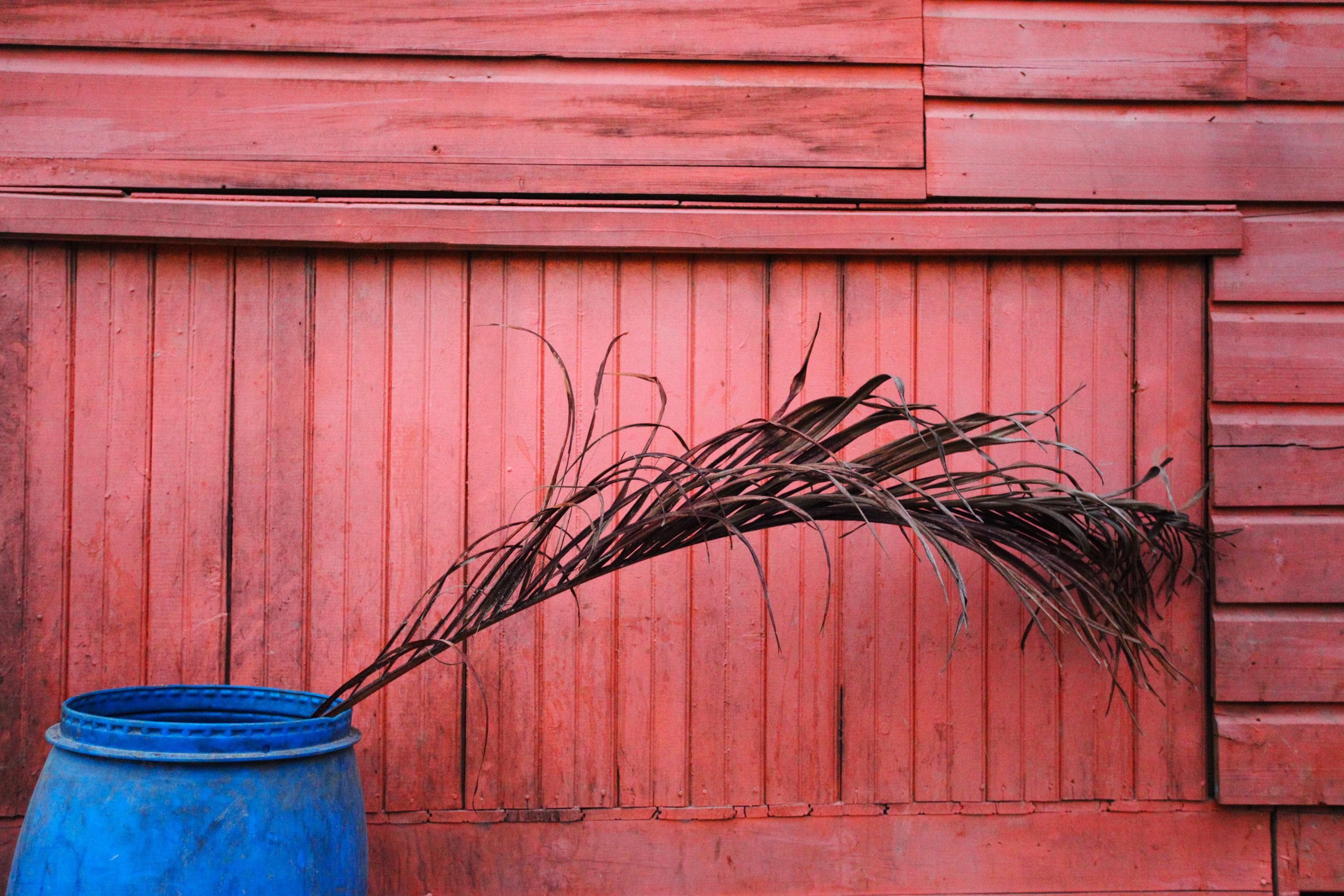 Roatan Photography Greeting Card: Minimalist Blue Planter and Palm Leaf Small Art