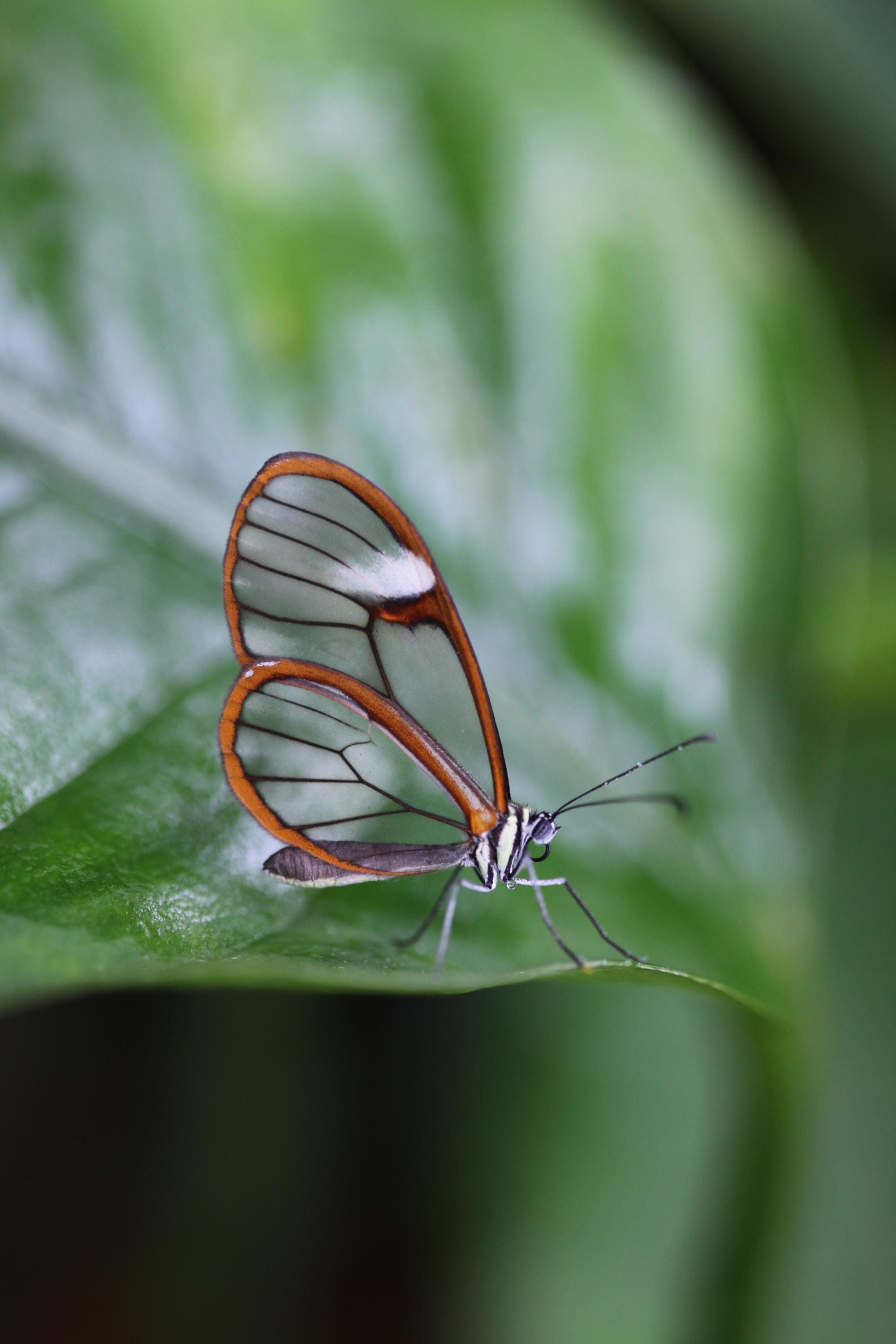 Glasswing Butterfly Greeting Card: Copenhagen Conservatory Botanical Photography