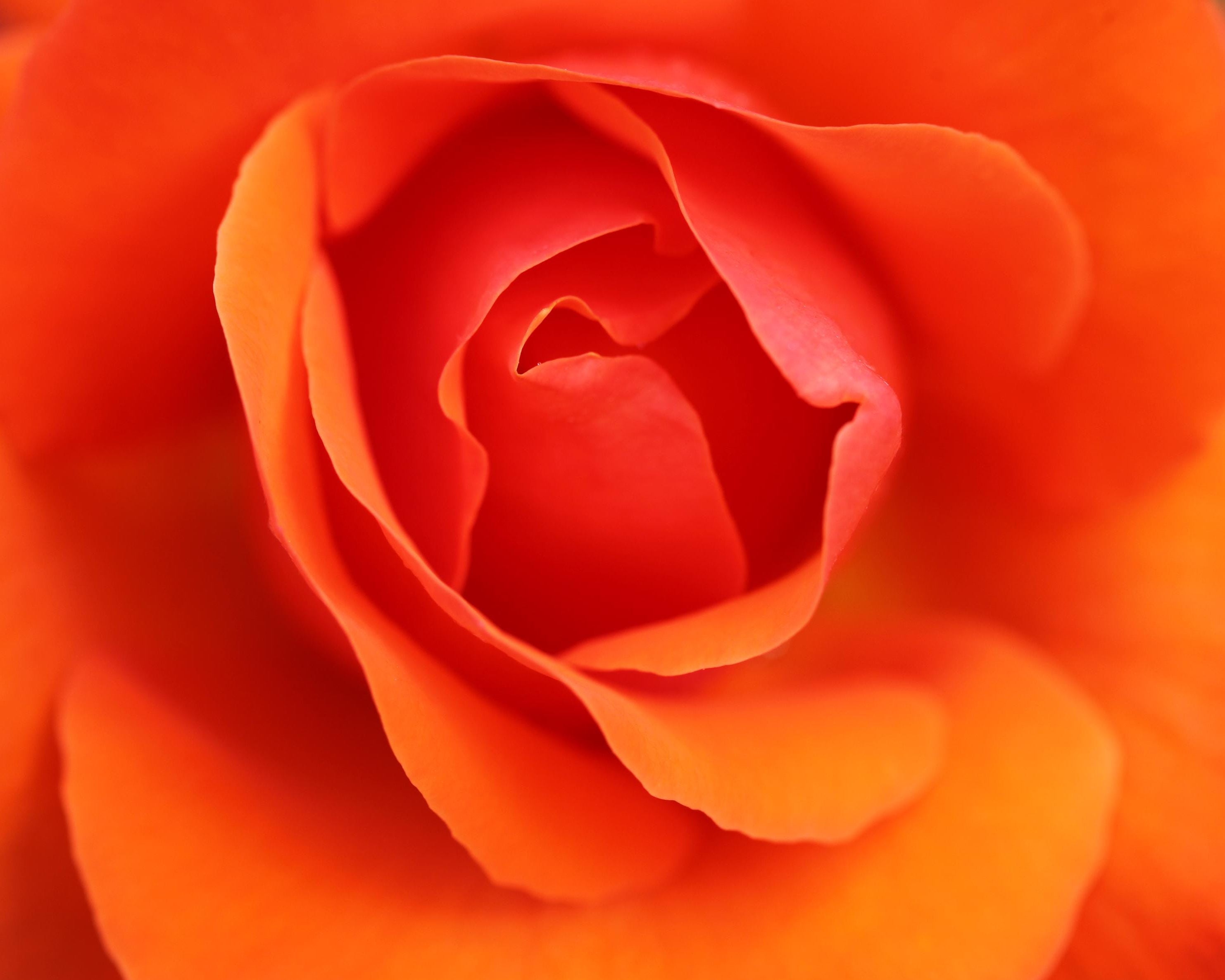 Copenhagen Orange Rose Wall Art: Vibrant Floral Botanical Photography Print