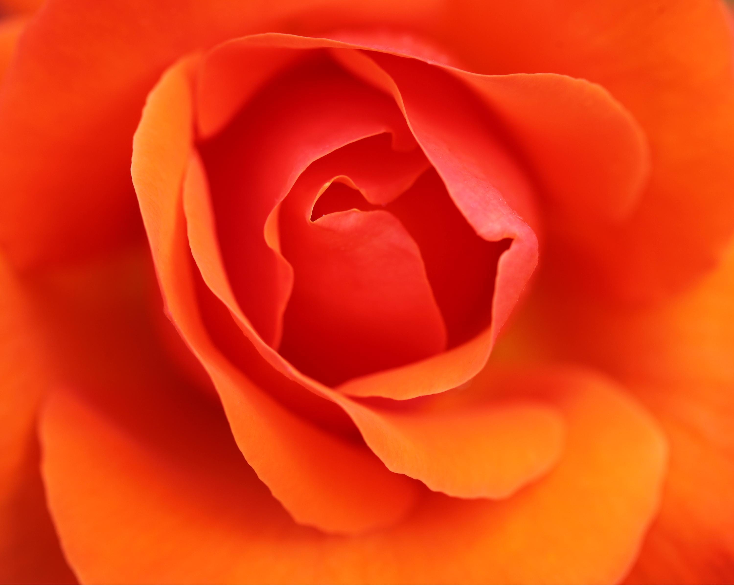 Copenhagen Orange Rose Greeting Card: Vibrant Floral Botanical Photography Print