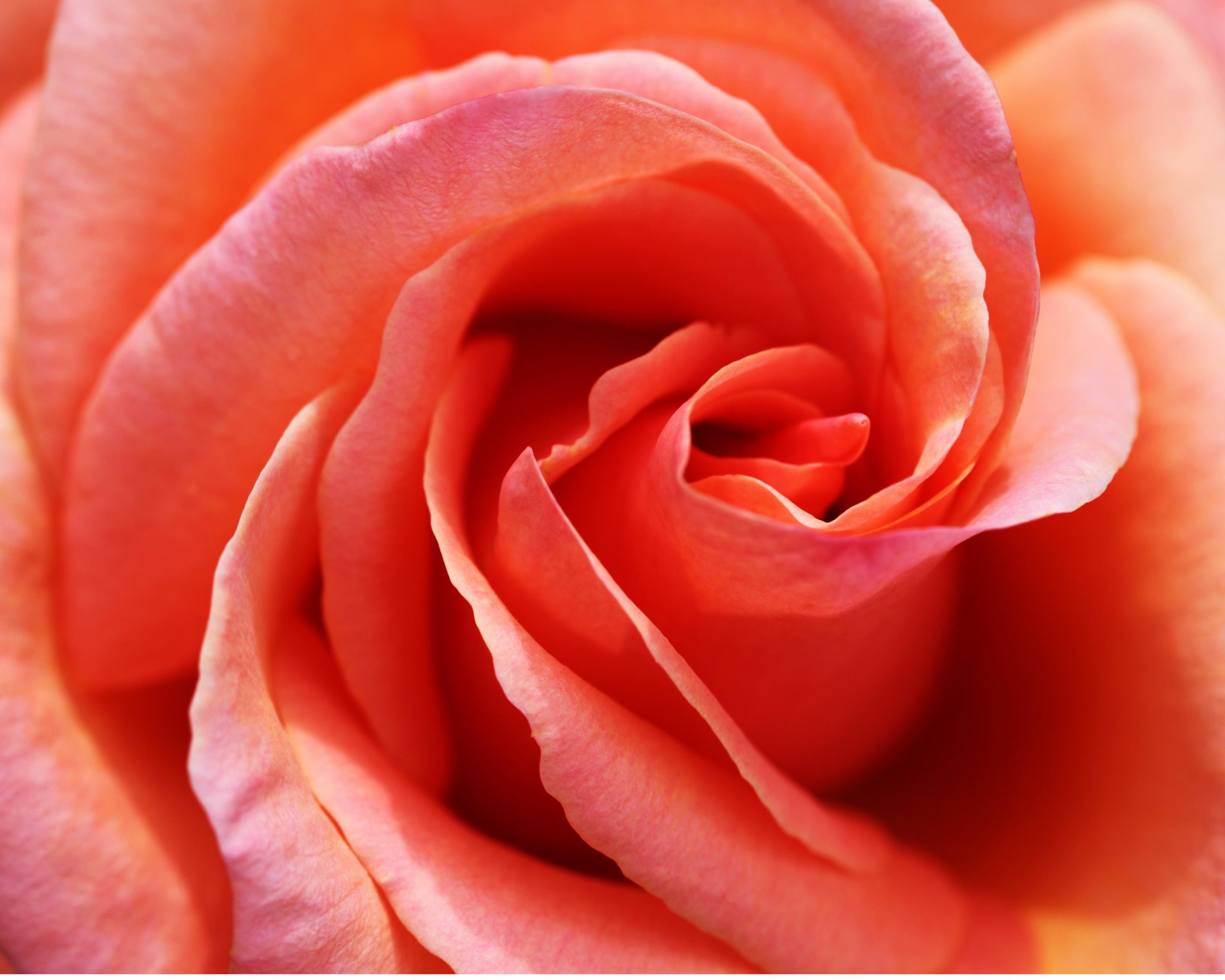 Copenhagen Pink Rose Greeting Card: Soft Pastel Botanical Photography