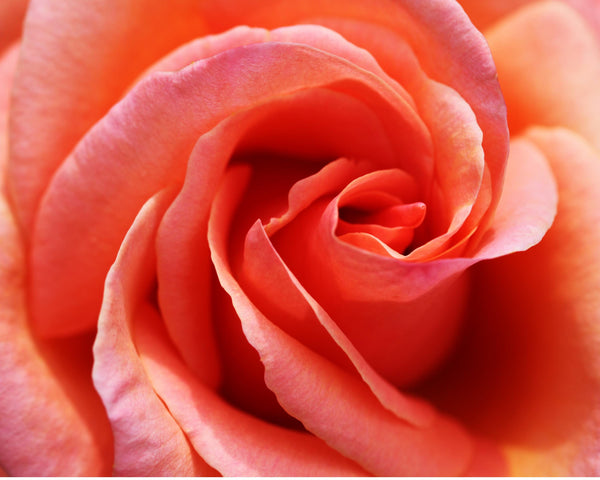 Copenhagen Pink Rose Greeting Card: Soft Pastel Botanical Photography