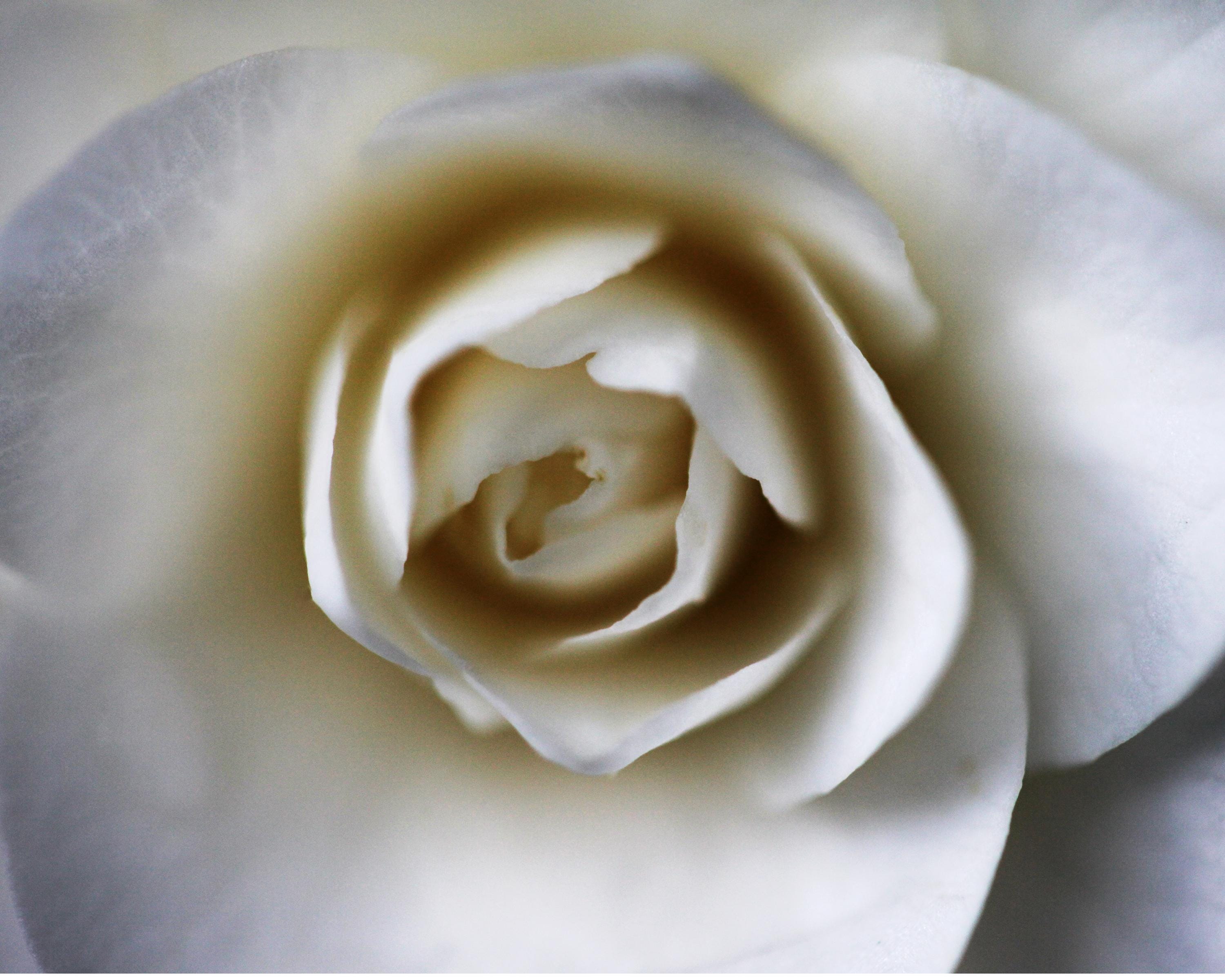Portland White Rose Greeting Card: Elegant Botanical Photography